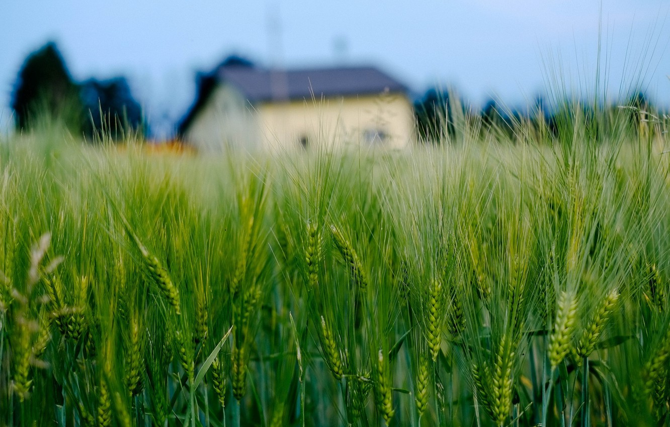 Wallpaper Wheat Field Wallpapers