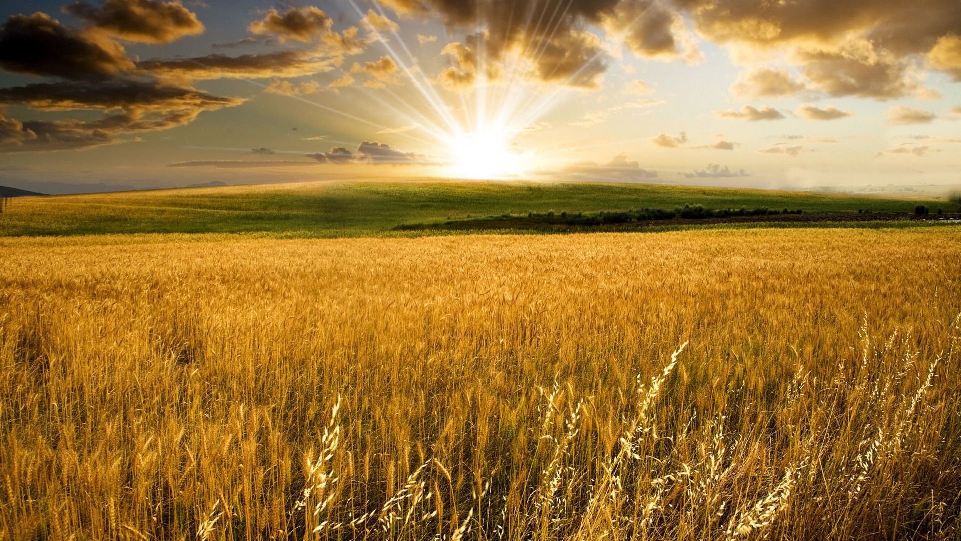 Wallpaper Wheat Field Wallpapers