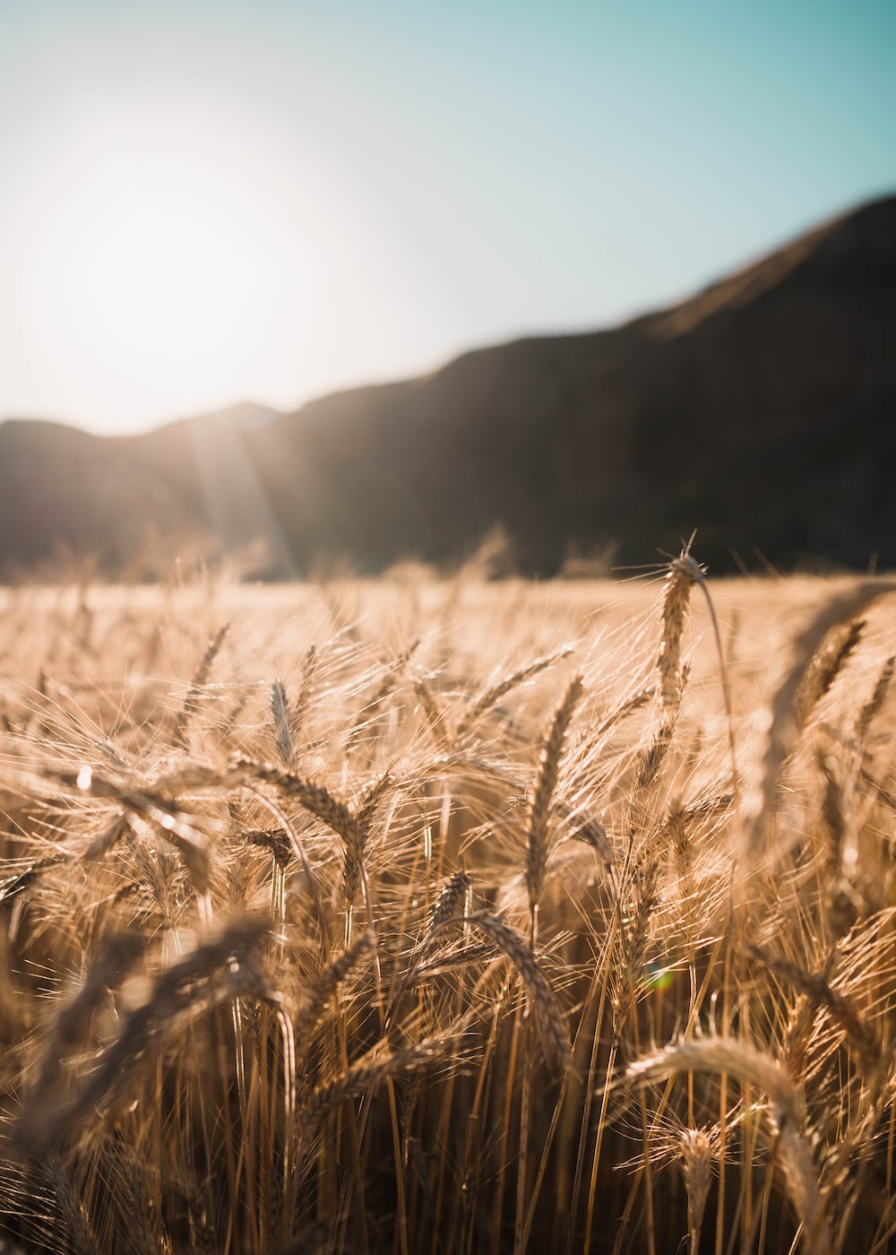 Wallpaper Wheat Field Wallpapers