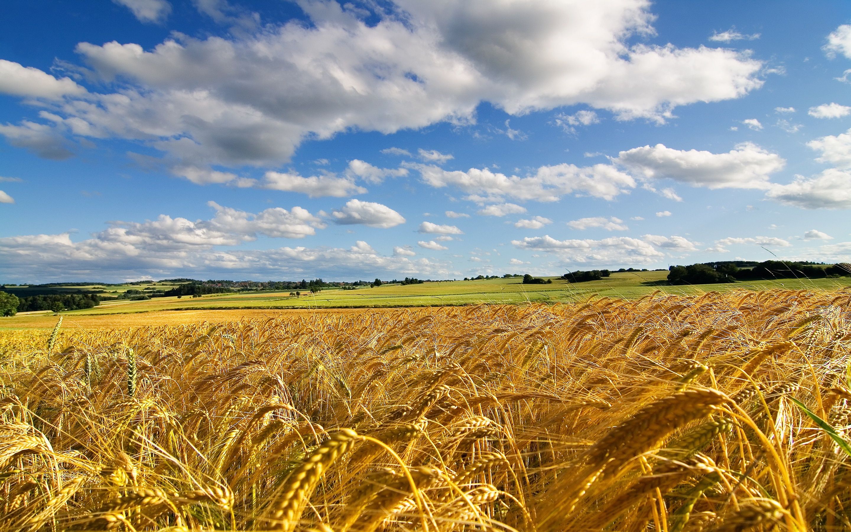 Wallpaper Wheat Field Wallpapers