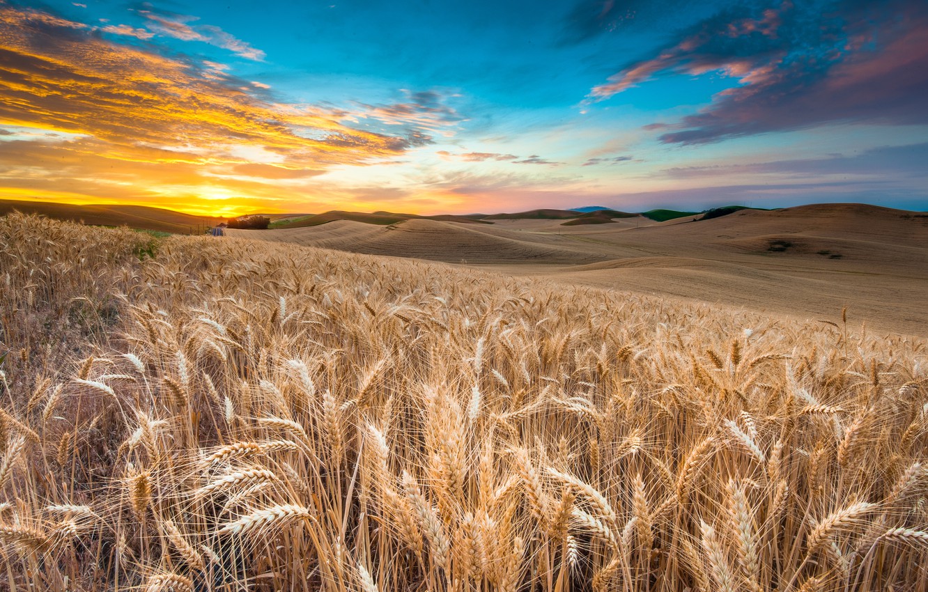 Wallpaper Wheat Field Wallpapers