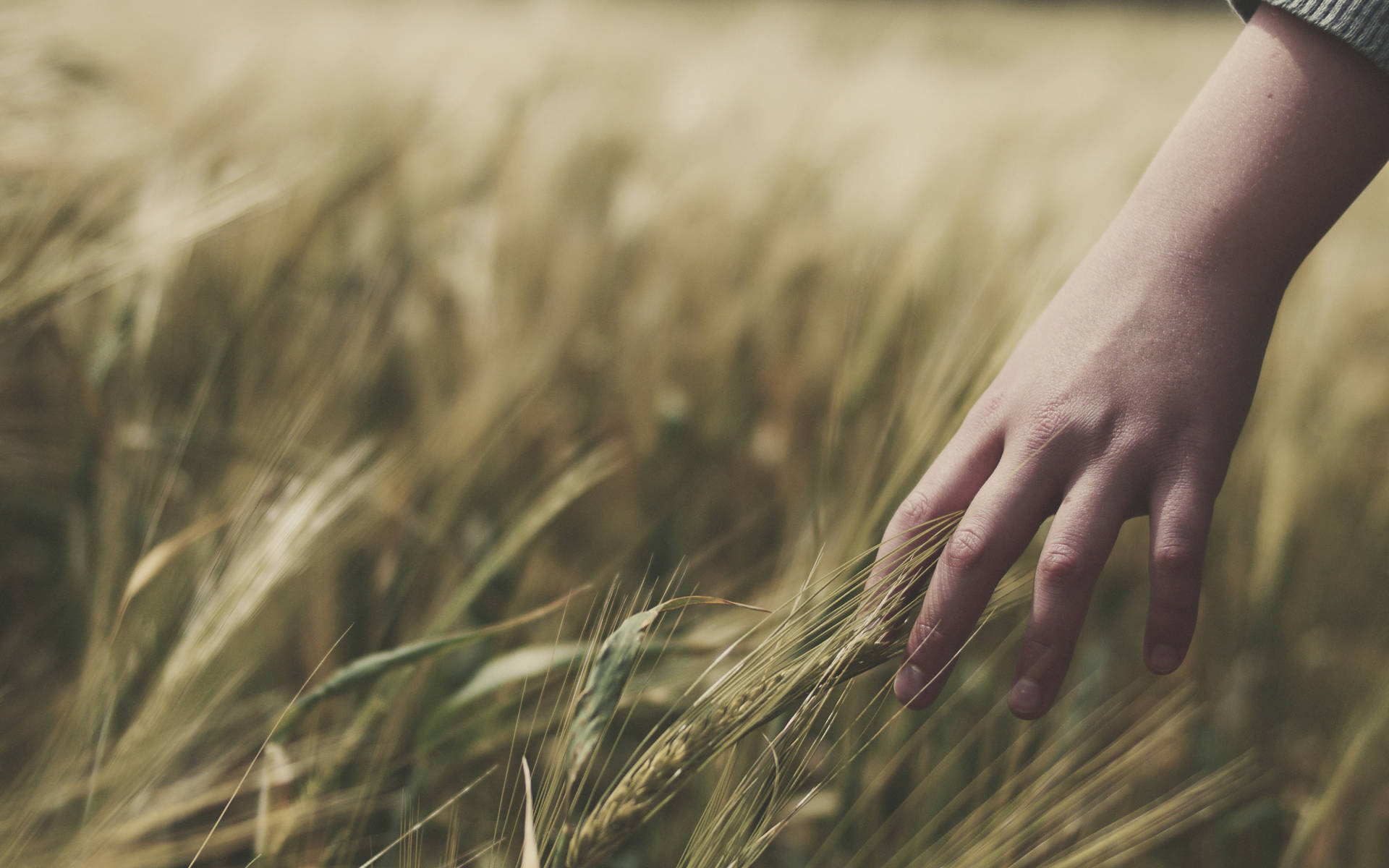 Wallpaper Wheat Field Wallpapers