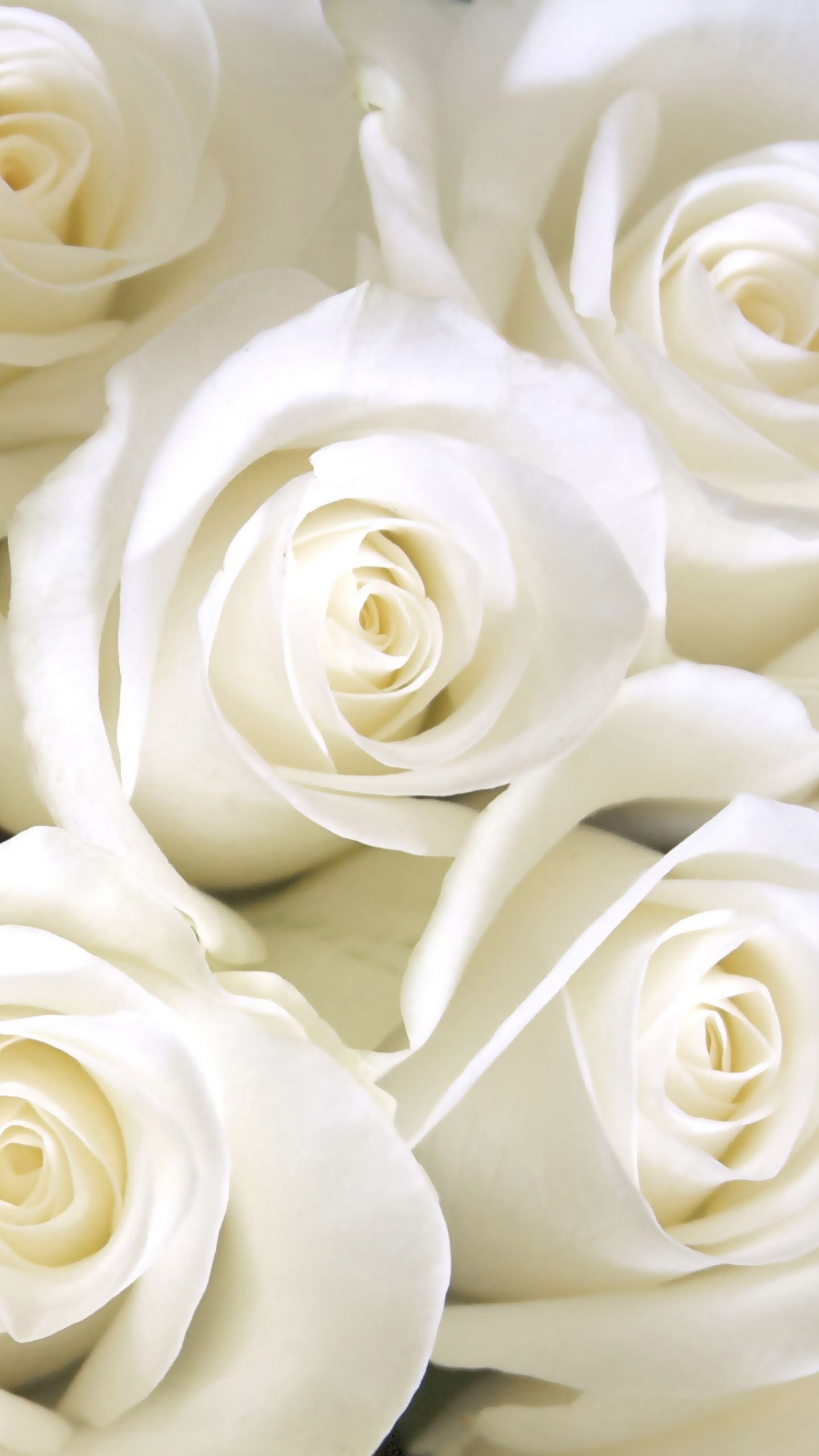 Wallpaper White Roses Wallpapers