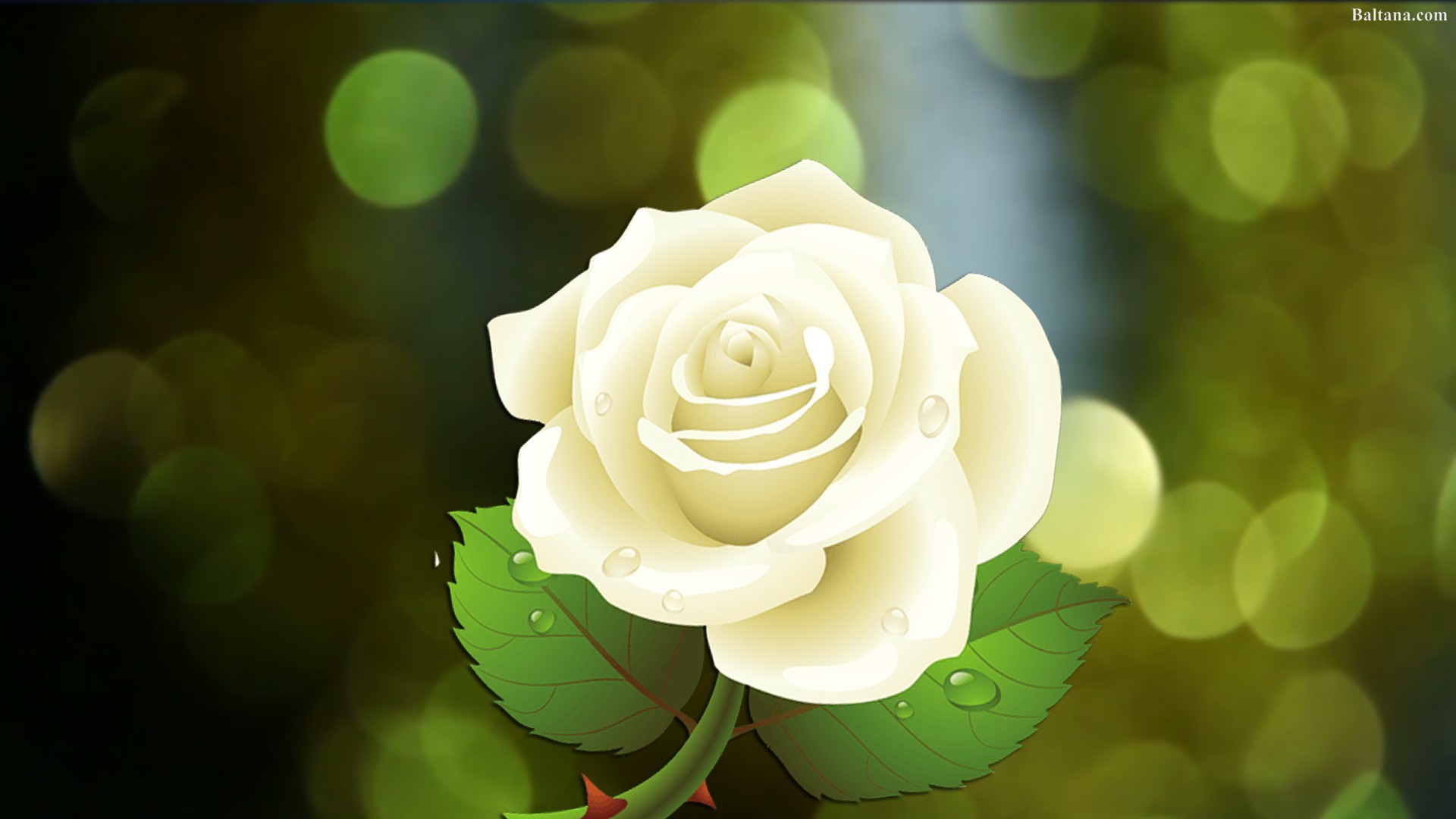 Wallpaper White Roses Wallpapers