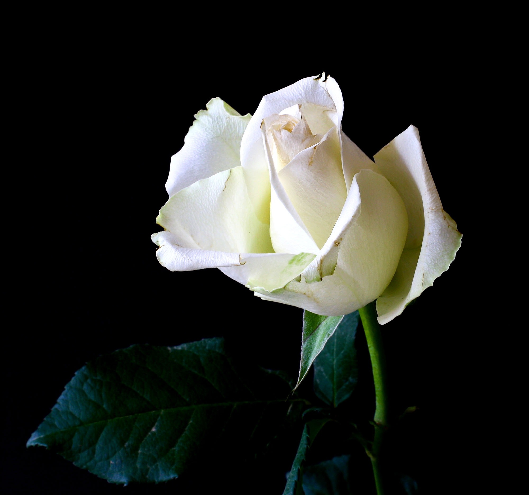 Wallpaper White Roses Wallpapers