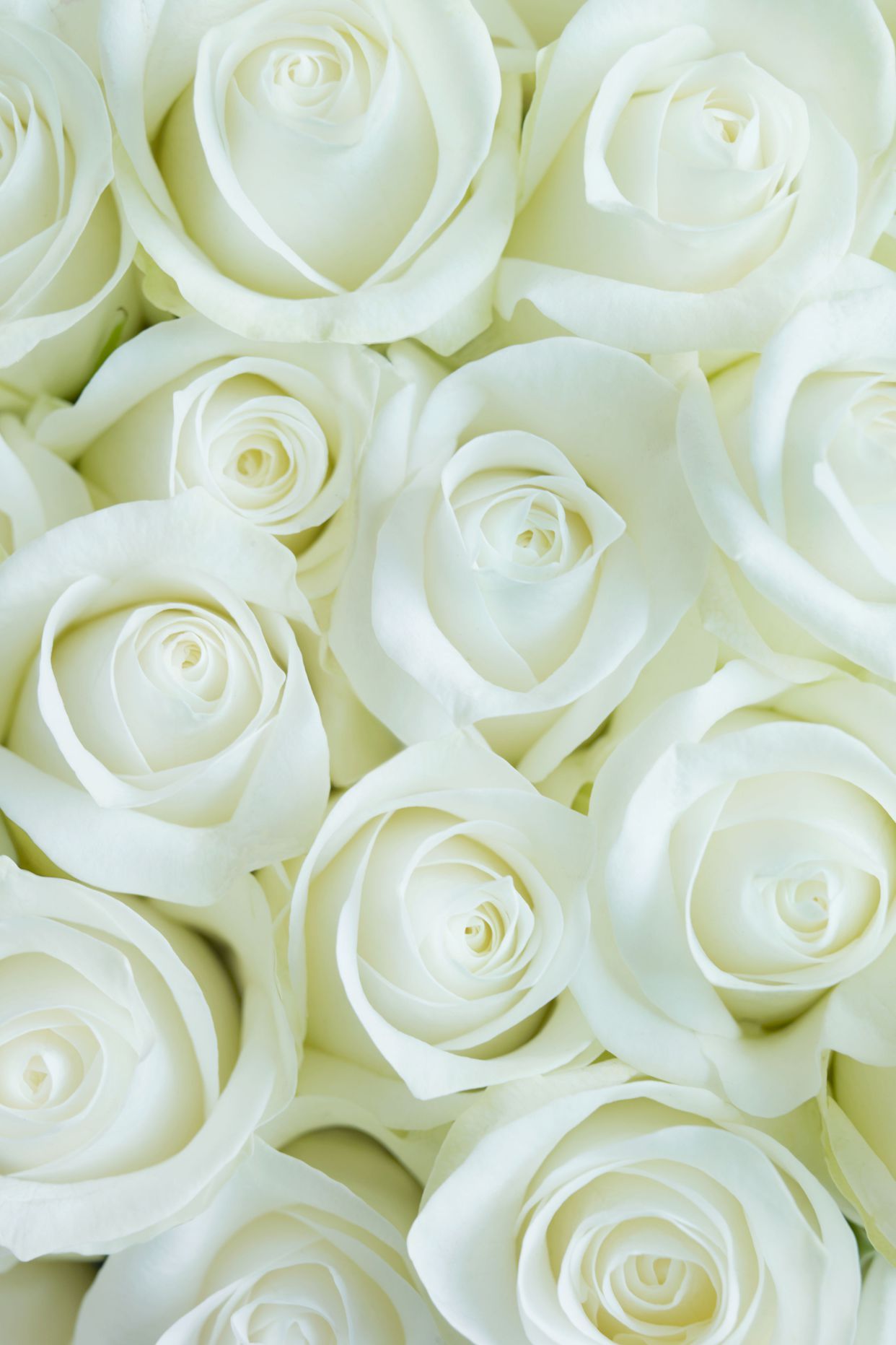 Wallpaper White Roses Wallpapers