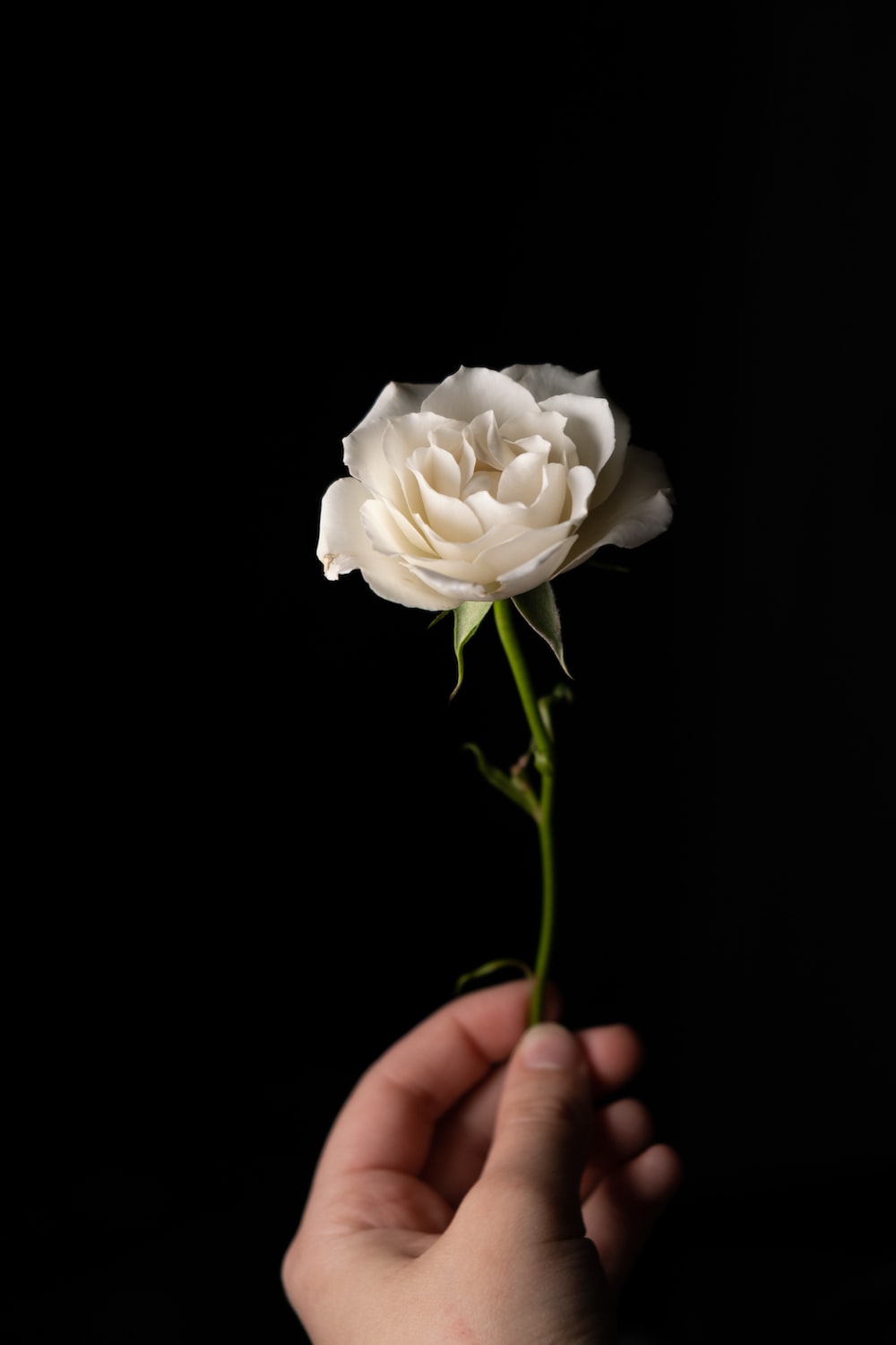 Wallpaper White Roses Wallpapers