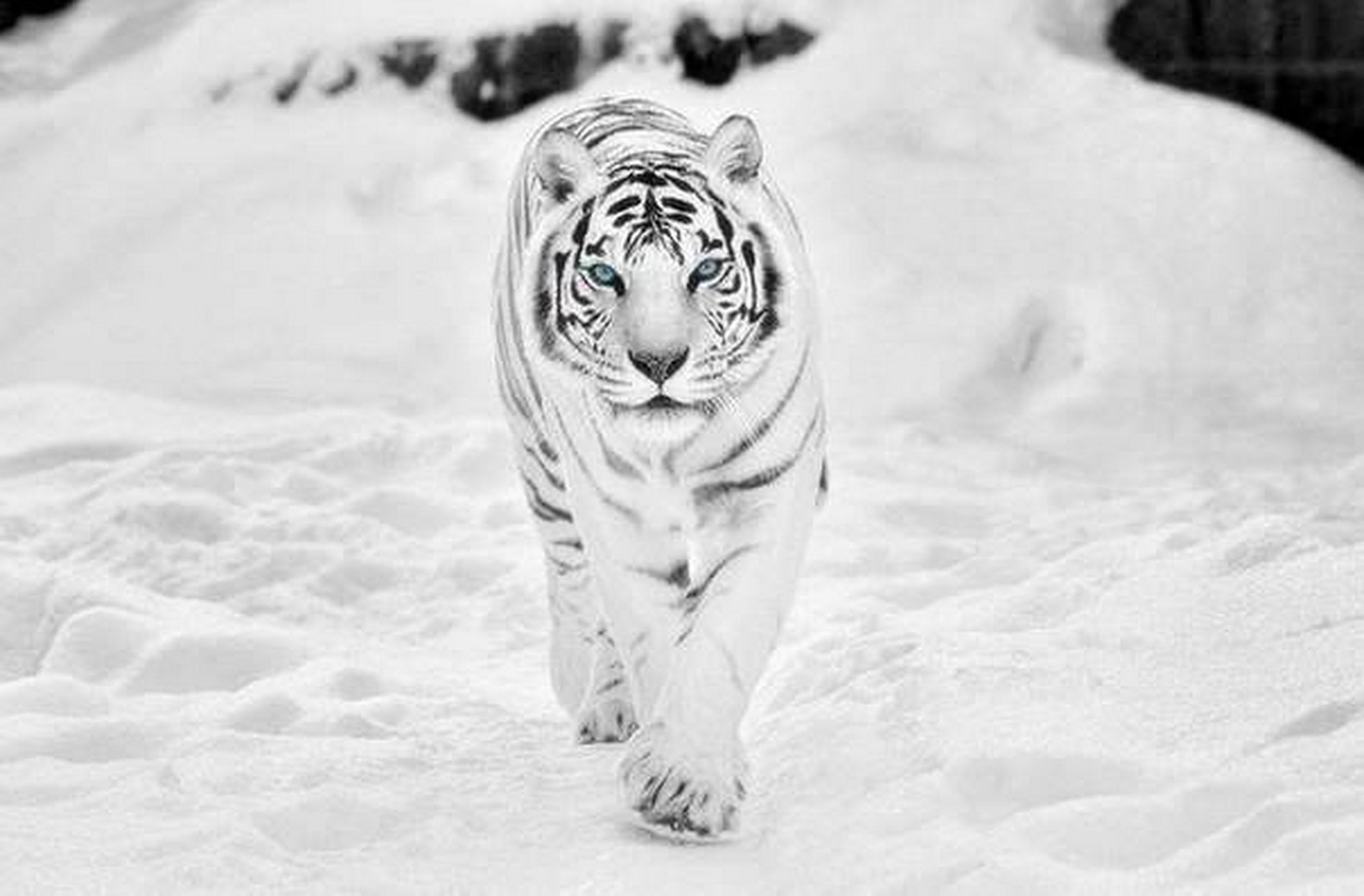 Wallpaper White Tiger Wallpapers