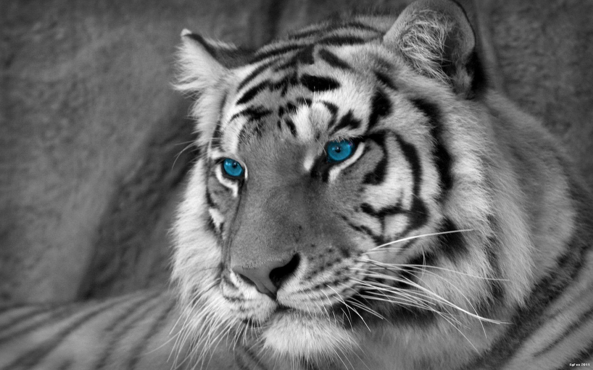 Wallpaper White Tiger Wallpapers