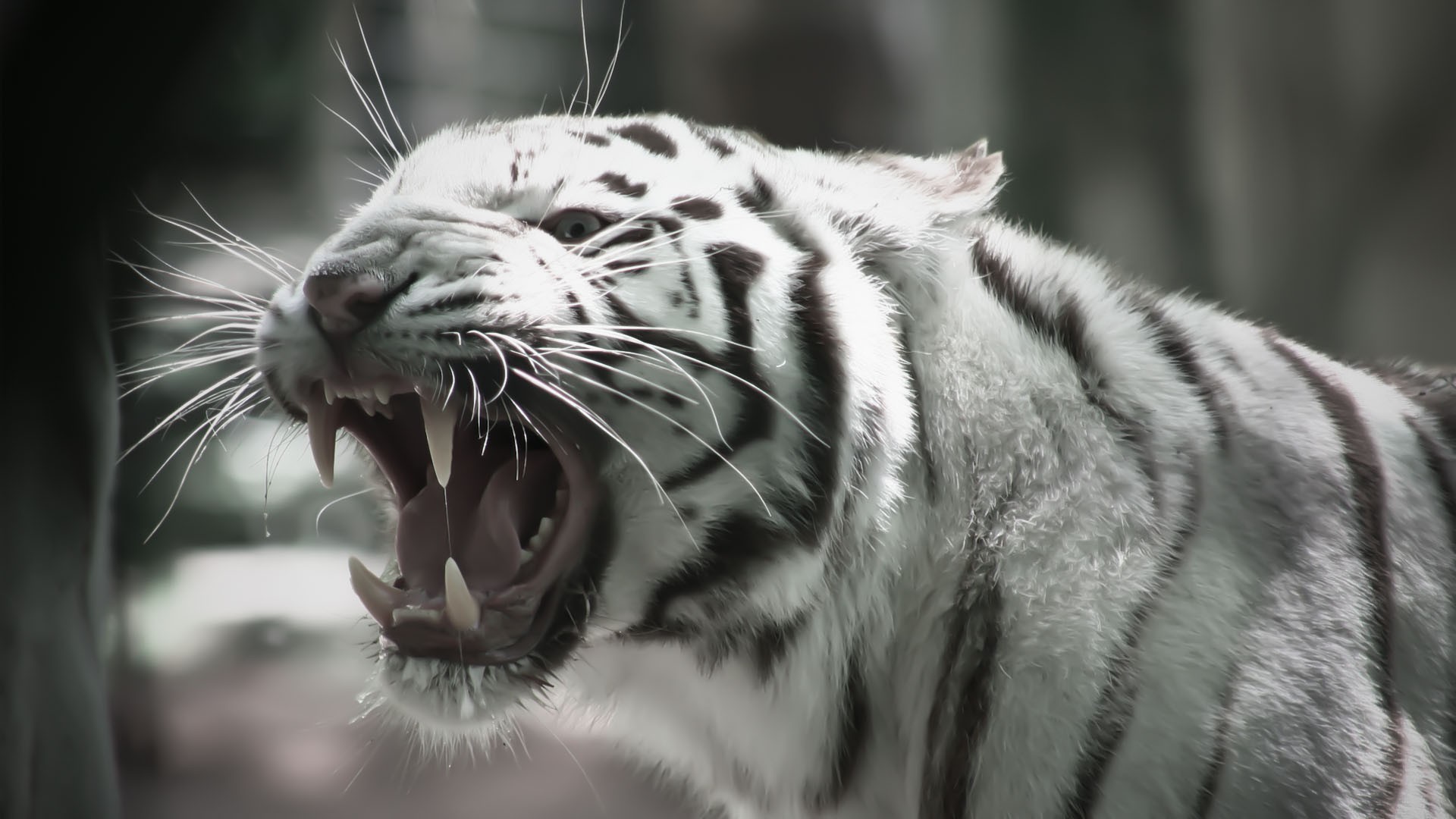 Wallpaper White Tiger Wallpapers