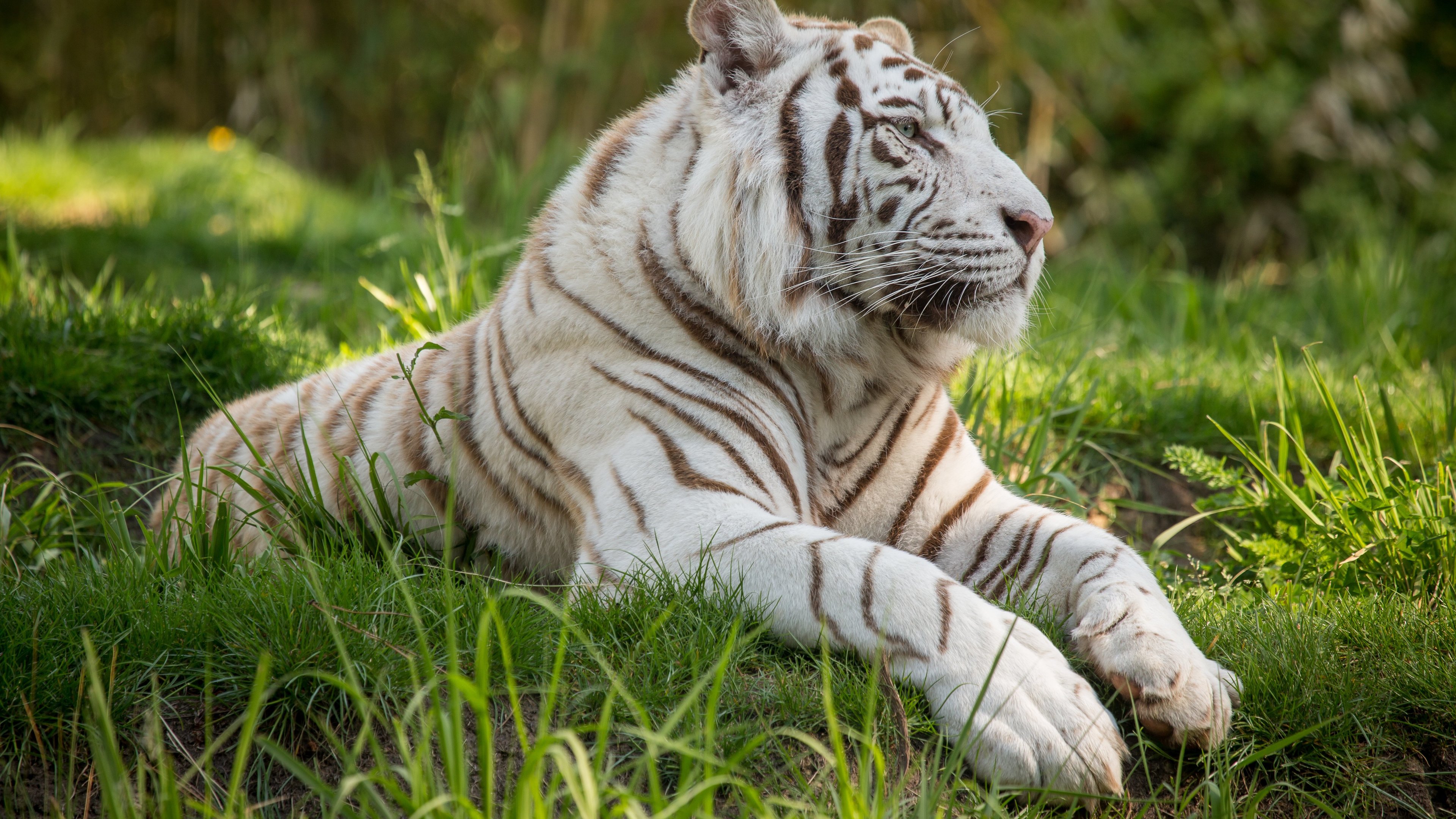 Wallpaper White Tiger Wallpapers