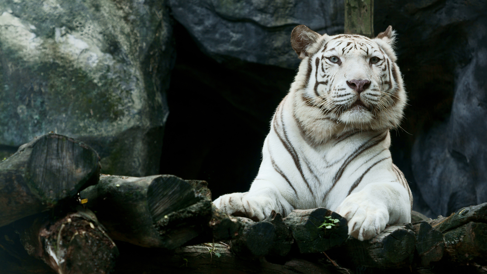 Wallpaper White Tiger Wallpapers