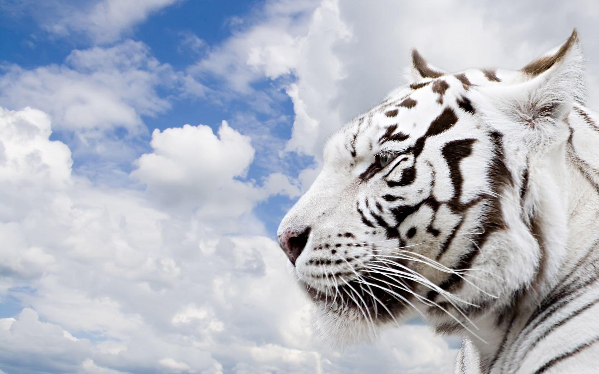 Wallpaper White Tiger Wallpapers