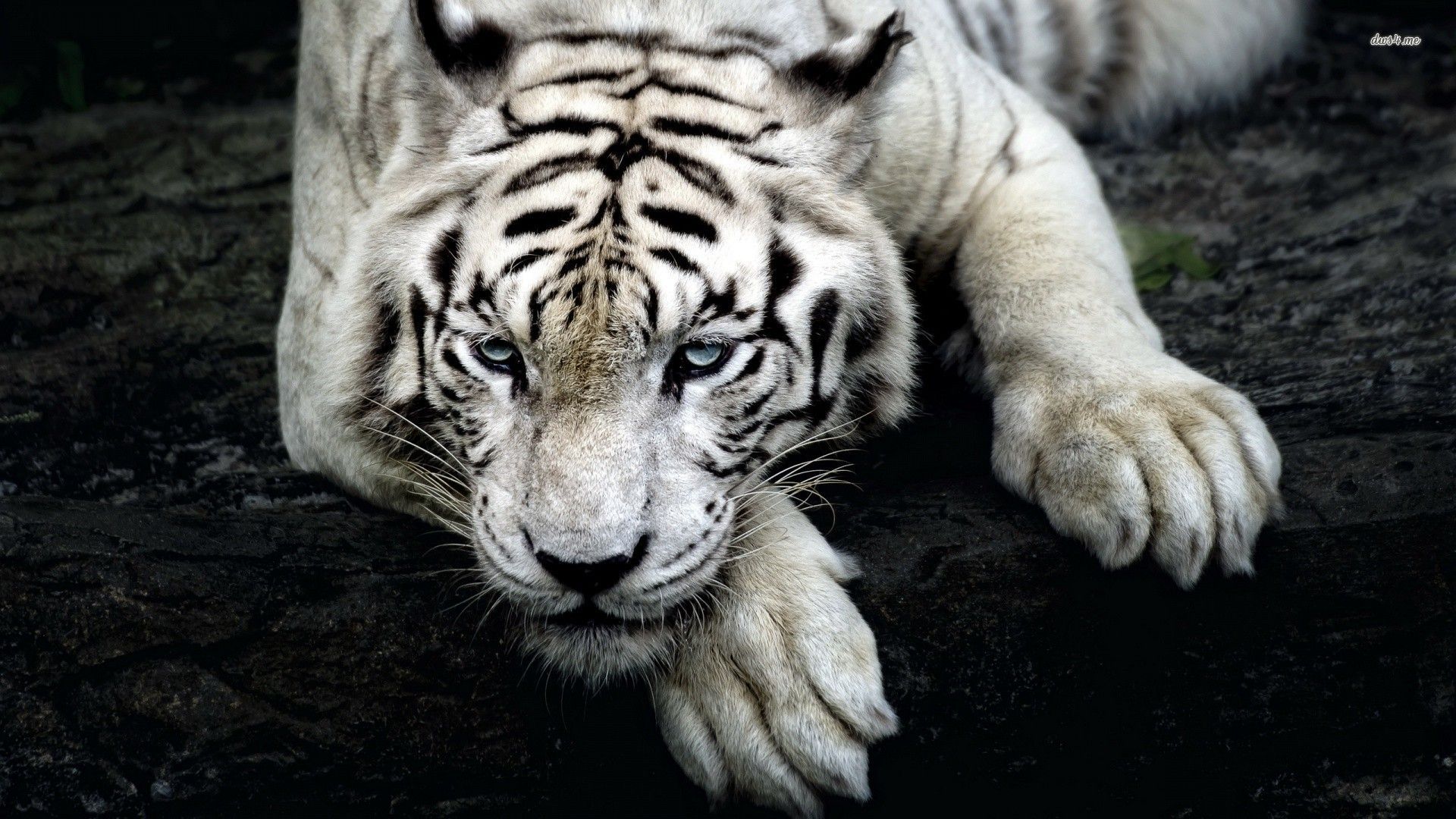 Wallpaper White Tiger Wallpapers