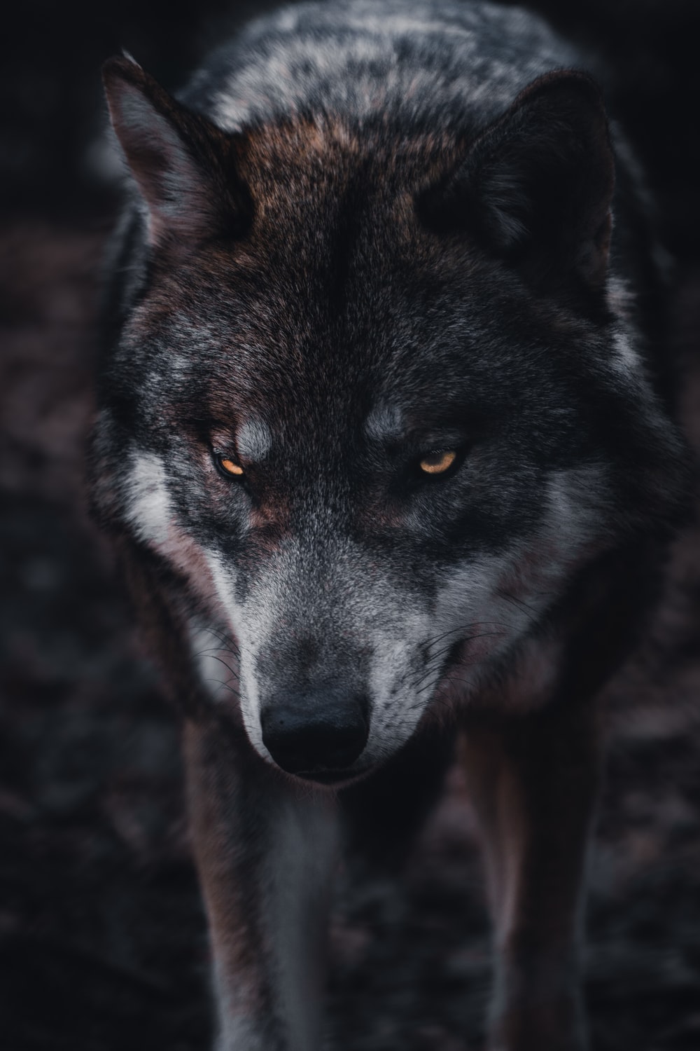 Wallpaper Wolfs Wallpapers