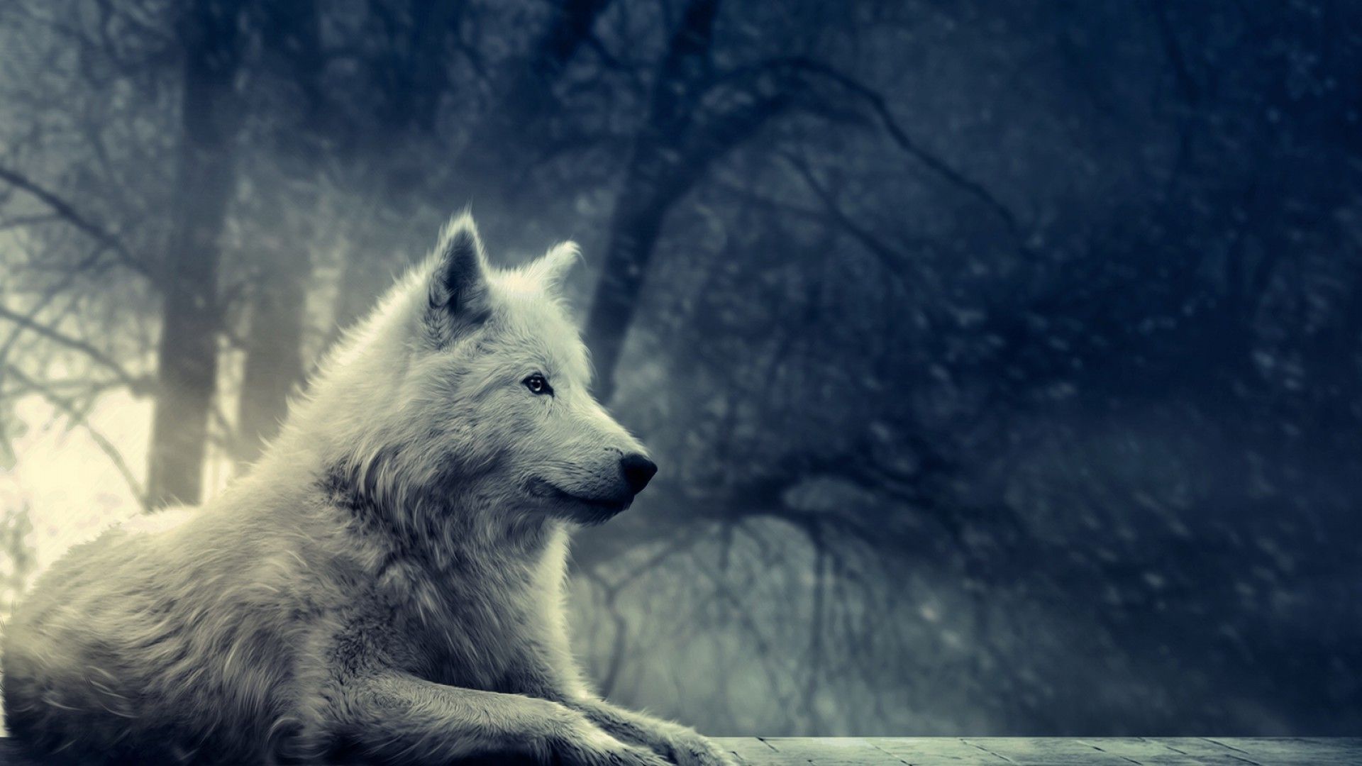 Wallpaper Wolfs Wallpapers