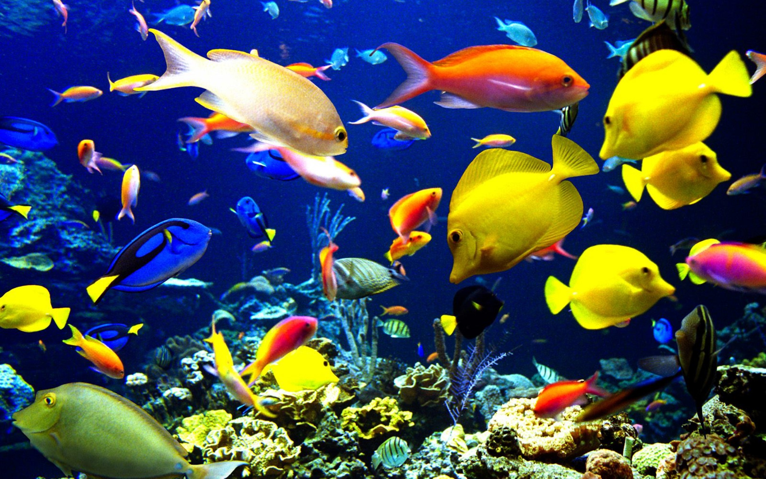 Wallpapers Fishes Wallpapers