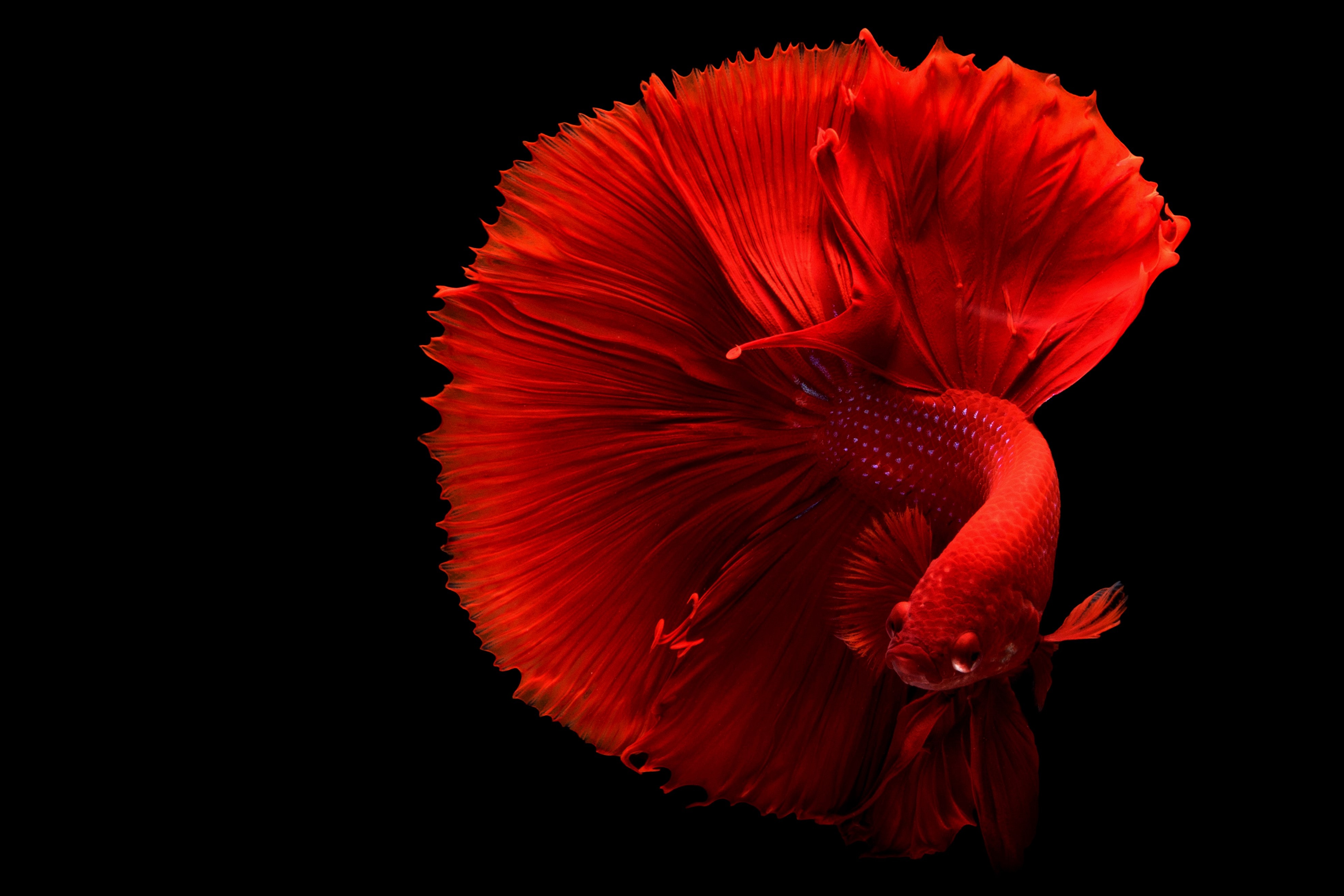 Wallpapers Fishes Wallpapers