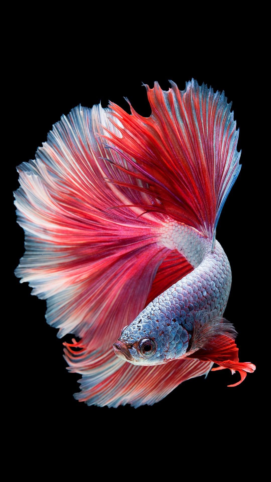 Wallpapers Fishes Wallpapers