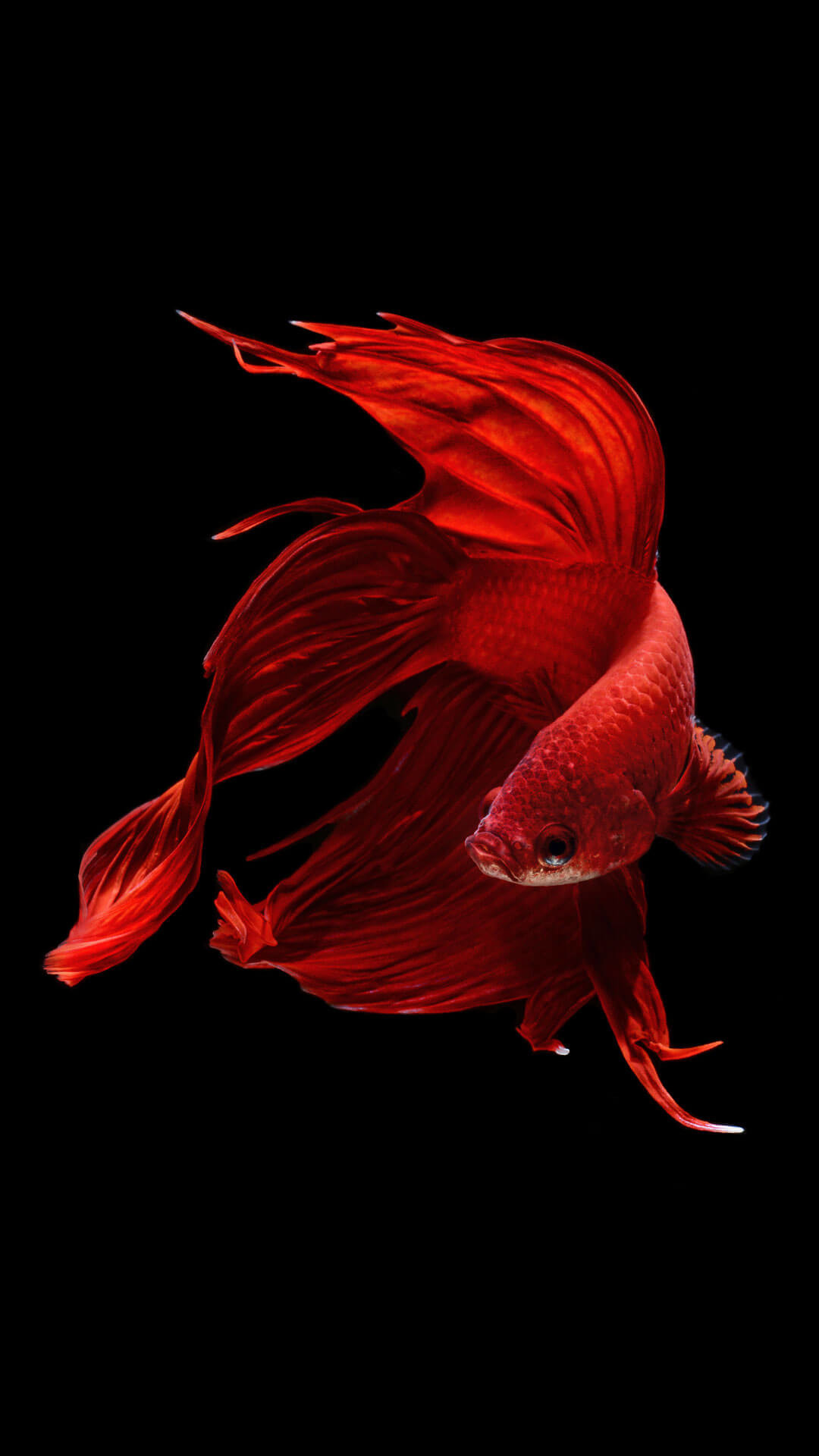 Wallpapers Fishes Wallpapers