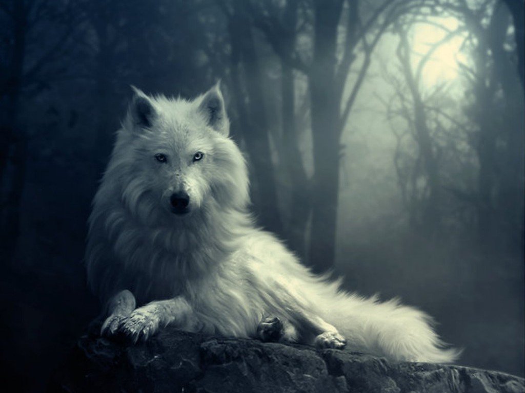Wallpapers Wolf Wallpapers