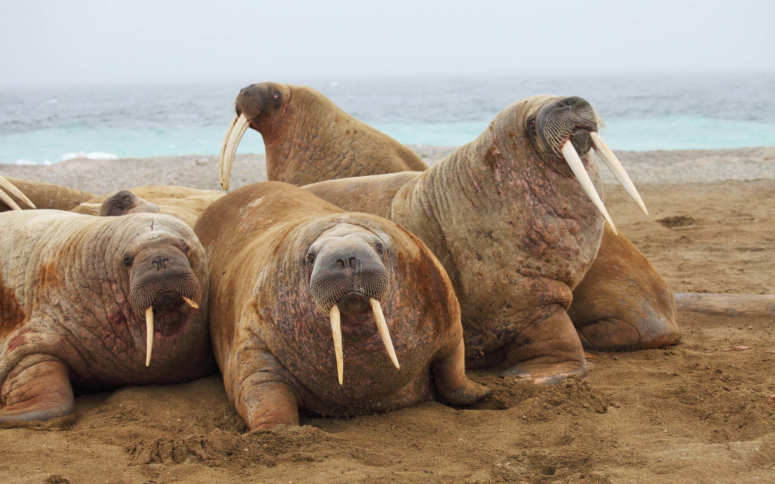 Walrus Wallpapers