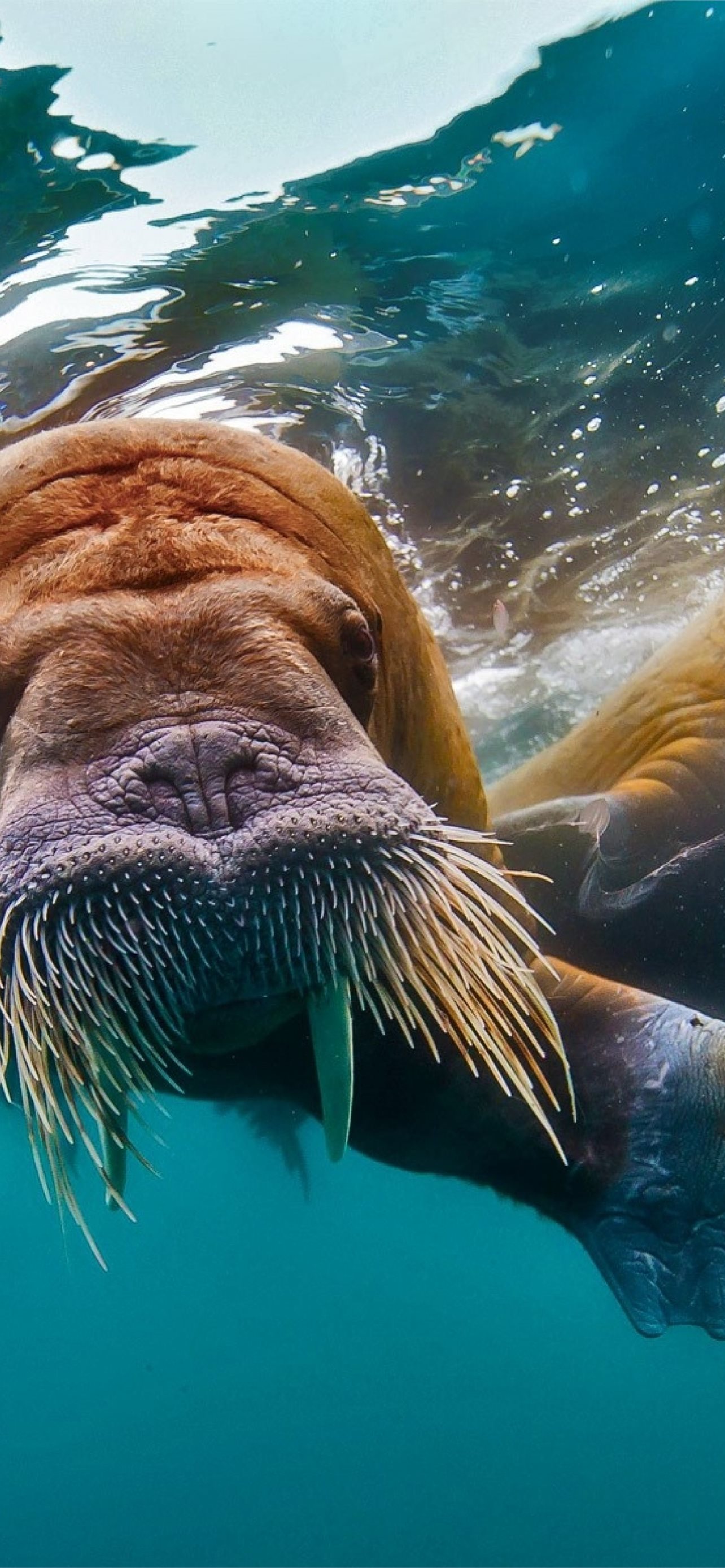 Walrus Wallpapers