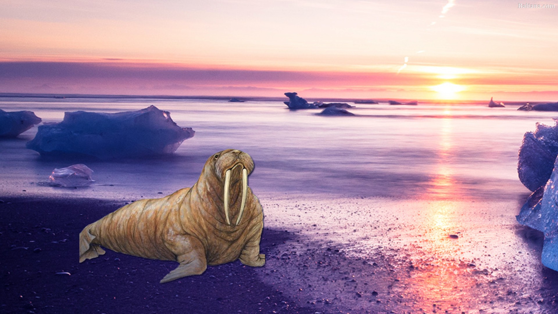 Walrus Wallpapers