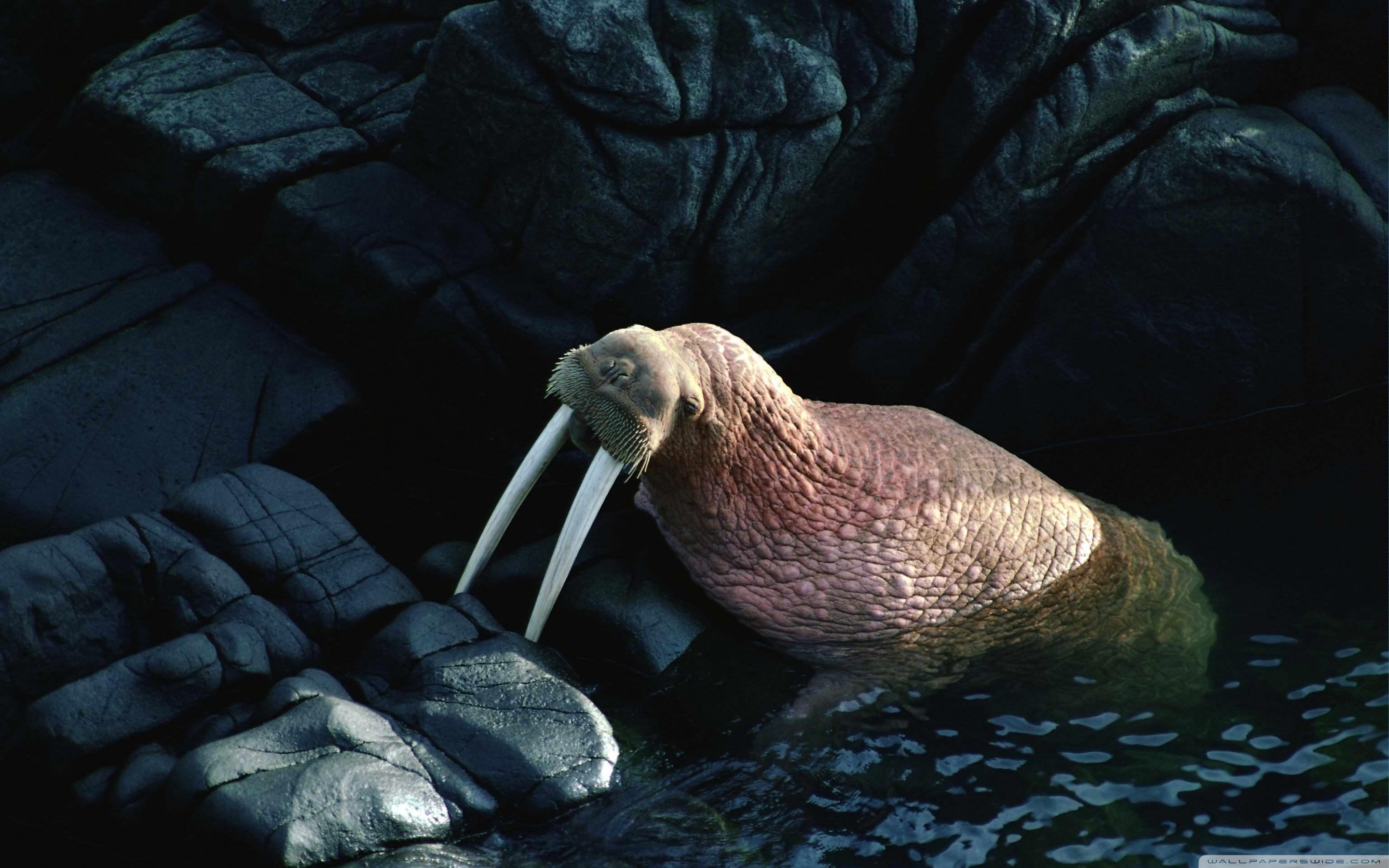 Walrus Wallpapers