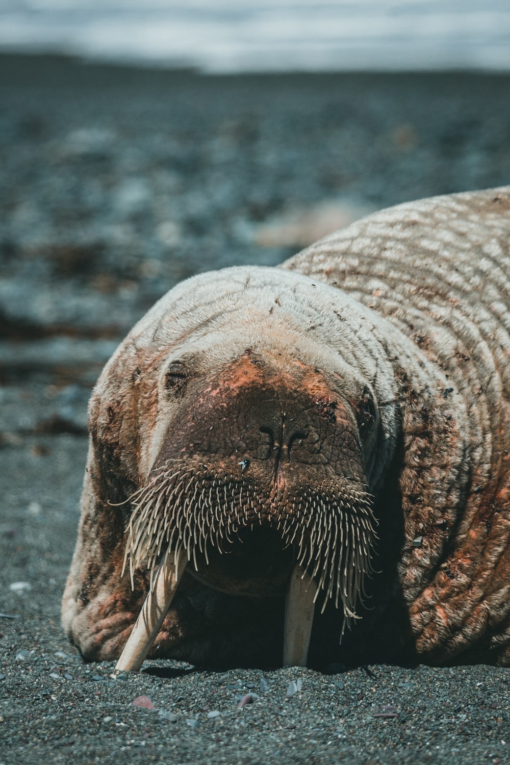 Walrus Wallpapers