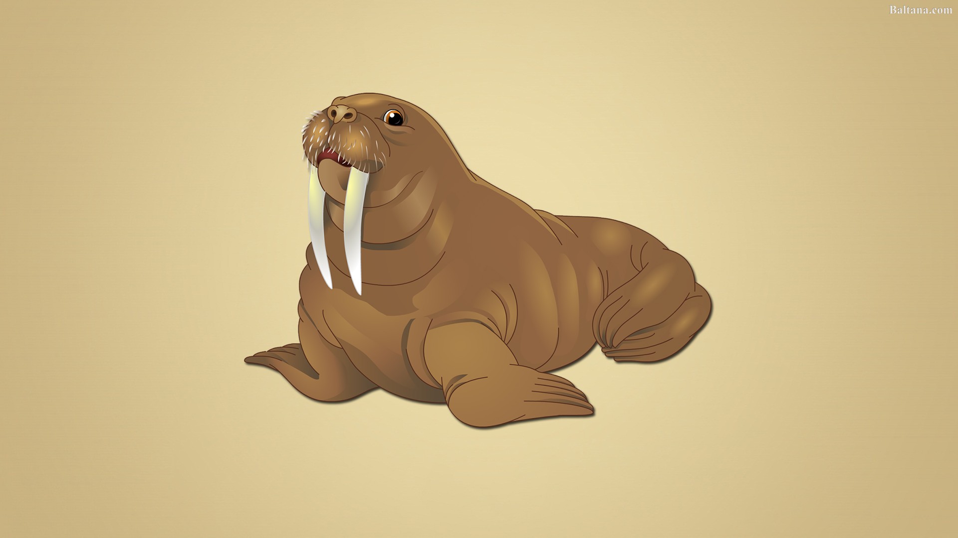 Walrus Wallpapers