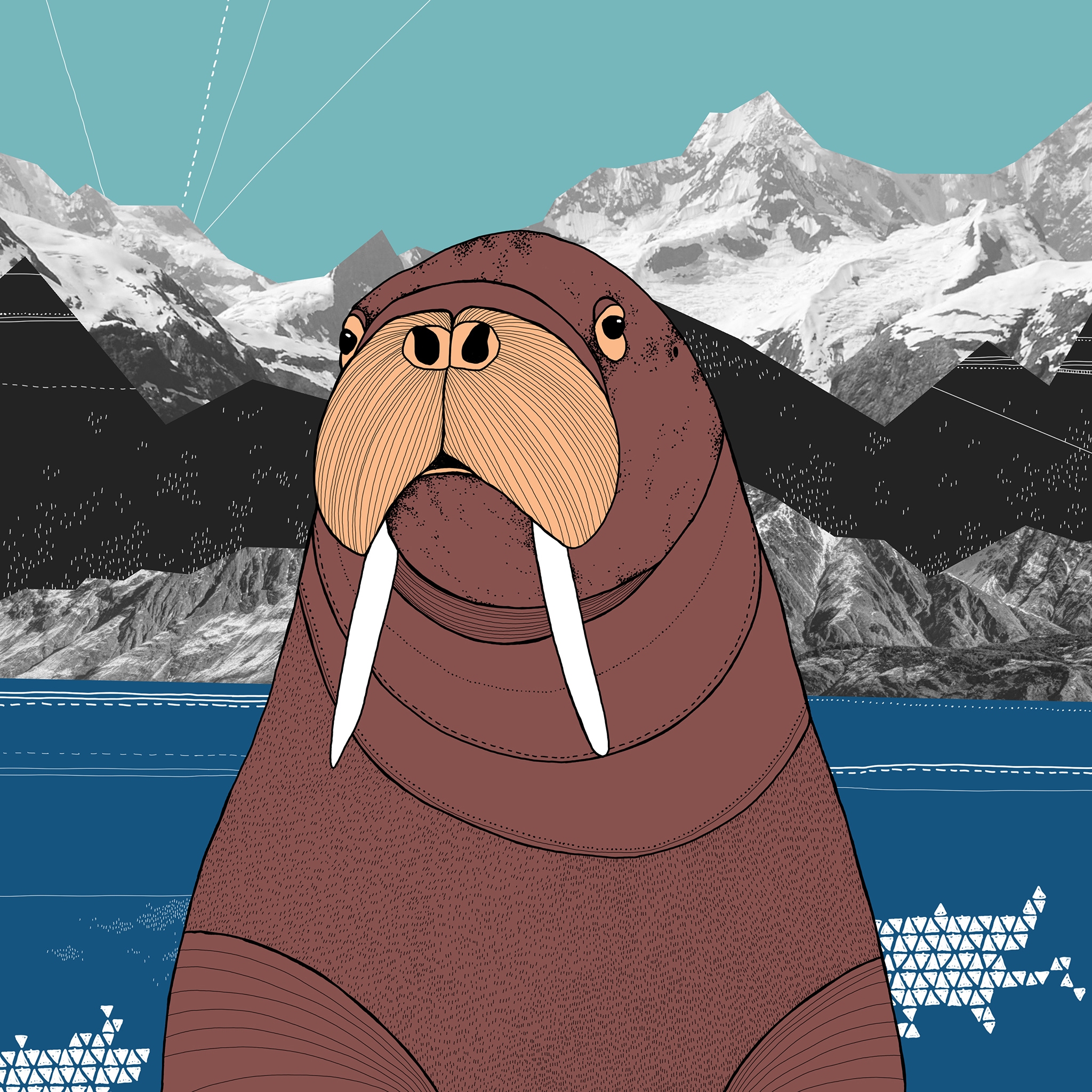 Walrus Wallpapers