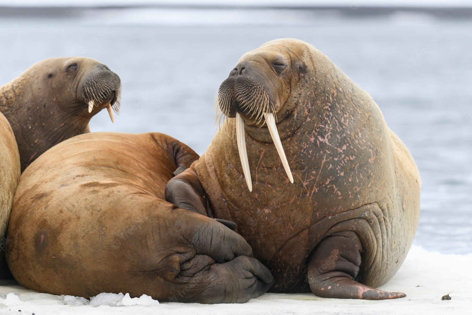 Walrus Wallpapers