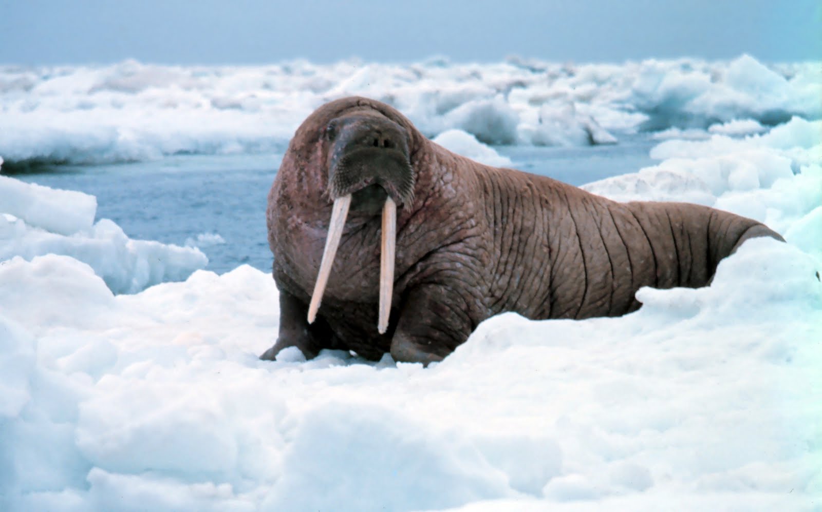 Walrus Wallpapers