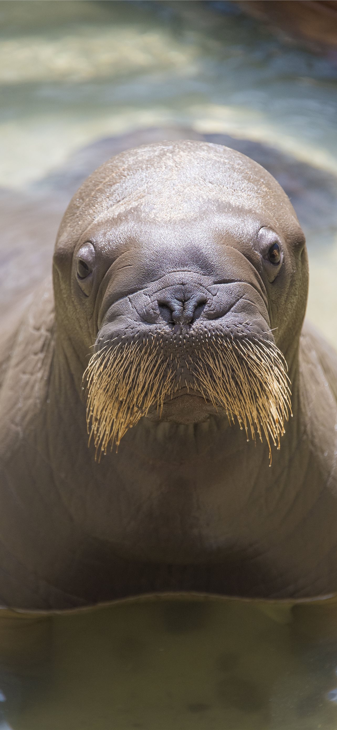 Walrus Wallpapers