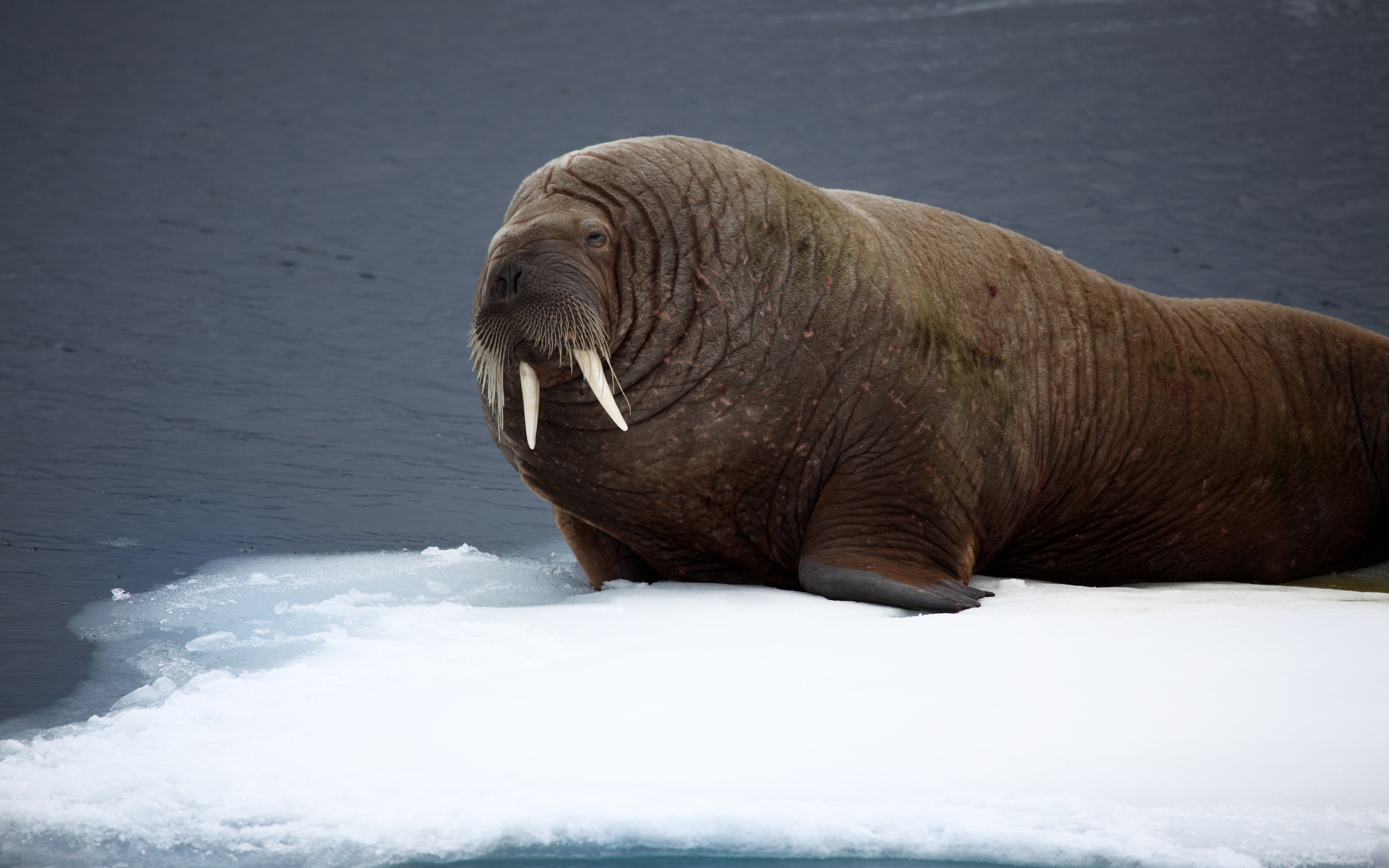 Walrus Wallpapers