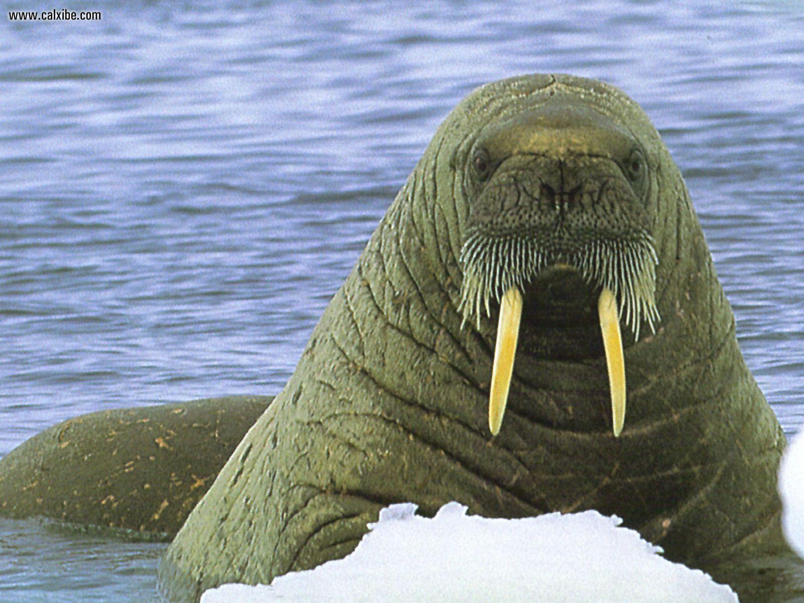 Walrus Wallpapers