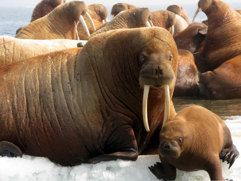 Walrus Wallpapers