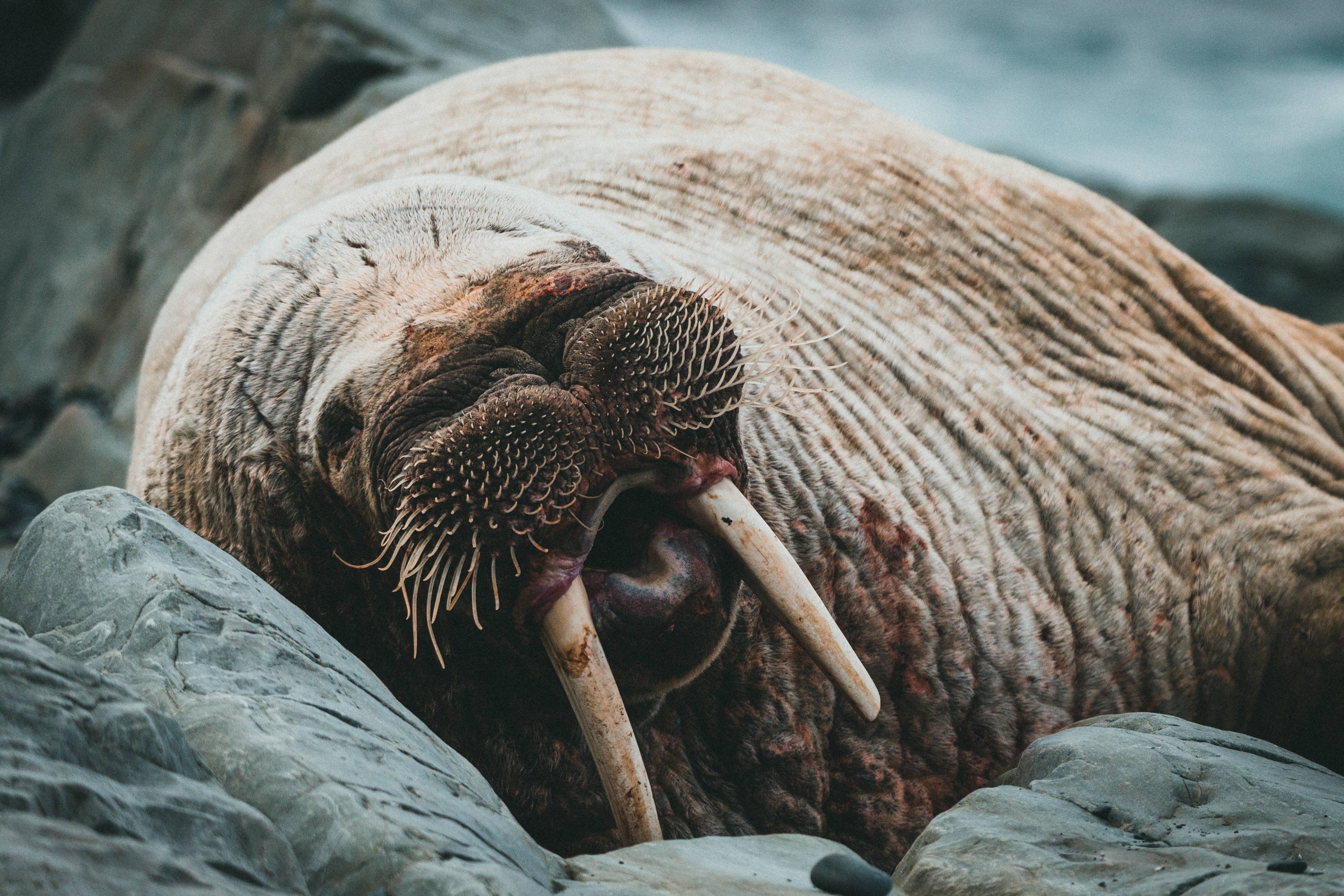 Walrus Wallpapers