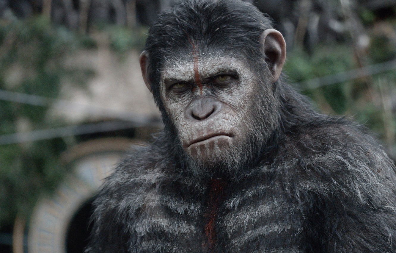 War For The Planet Of The Apes Movie Still Wallpapers