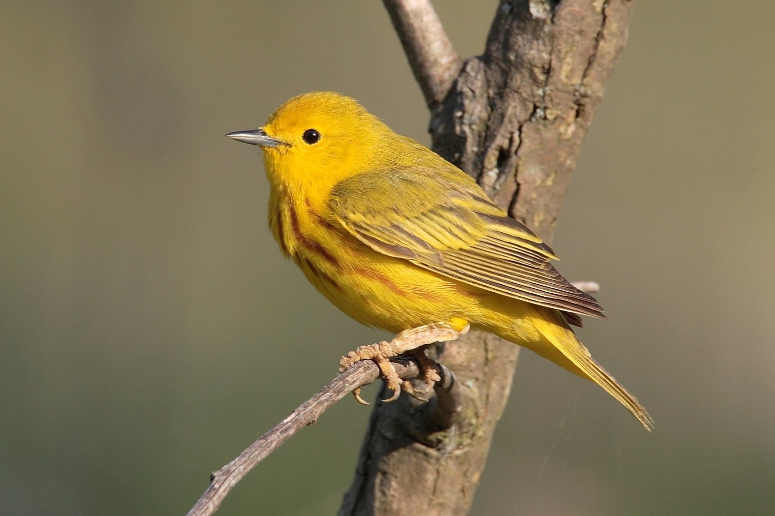 Warbler Wallpapers