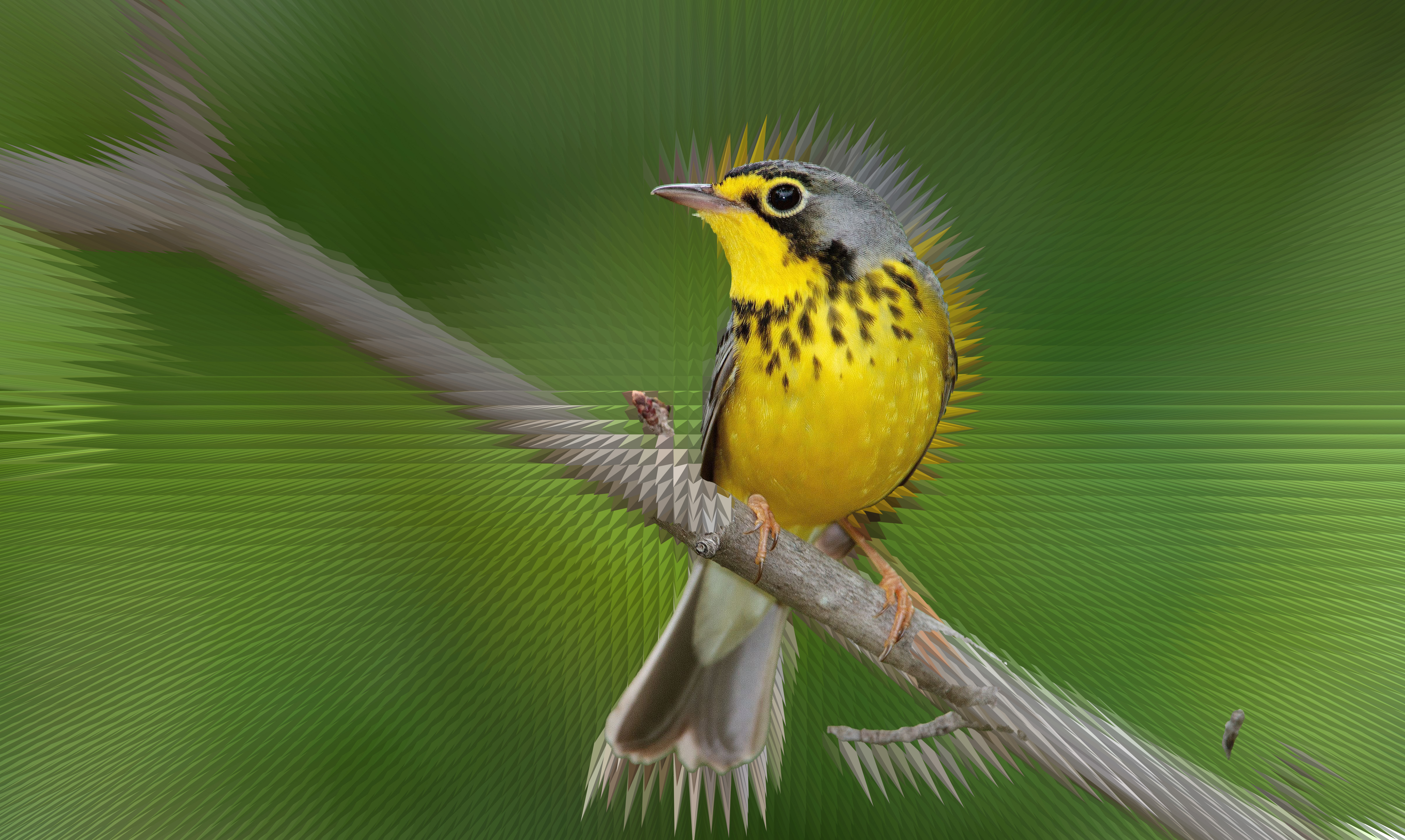 Warbler Wallpapers