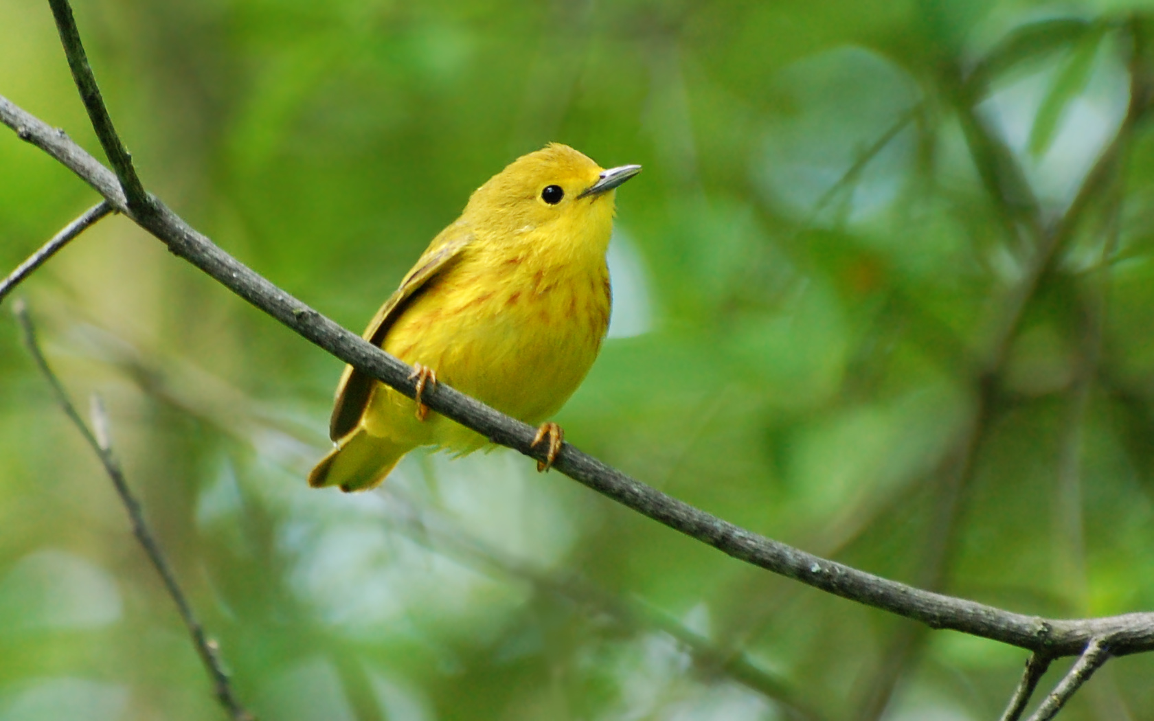 Warbler Wallpapers