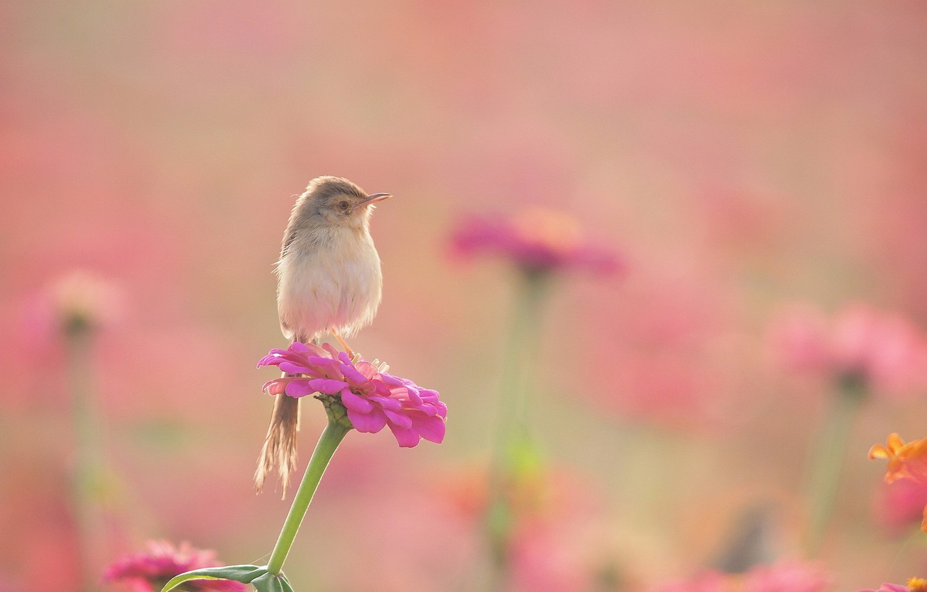 Warbler Wallpapers