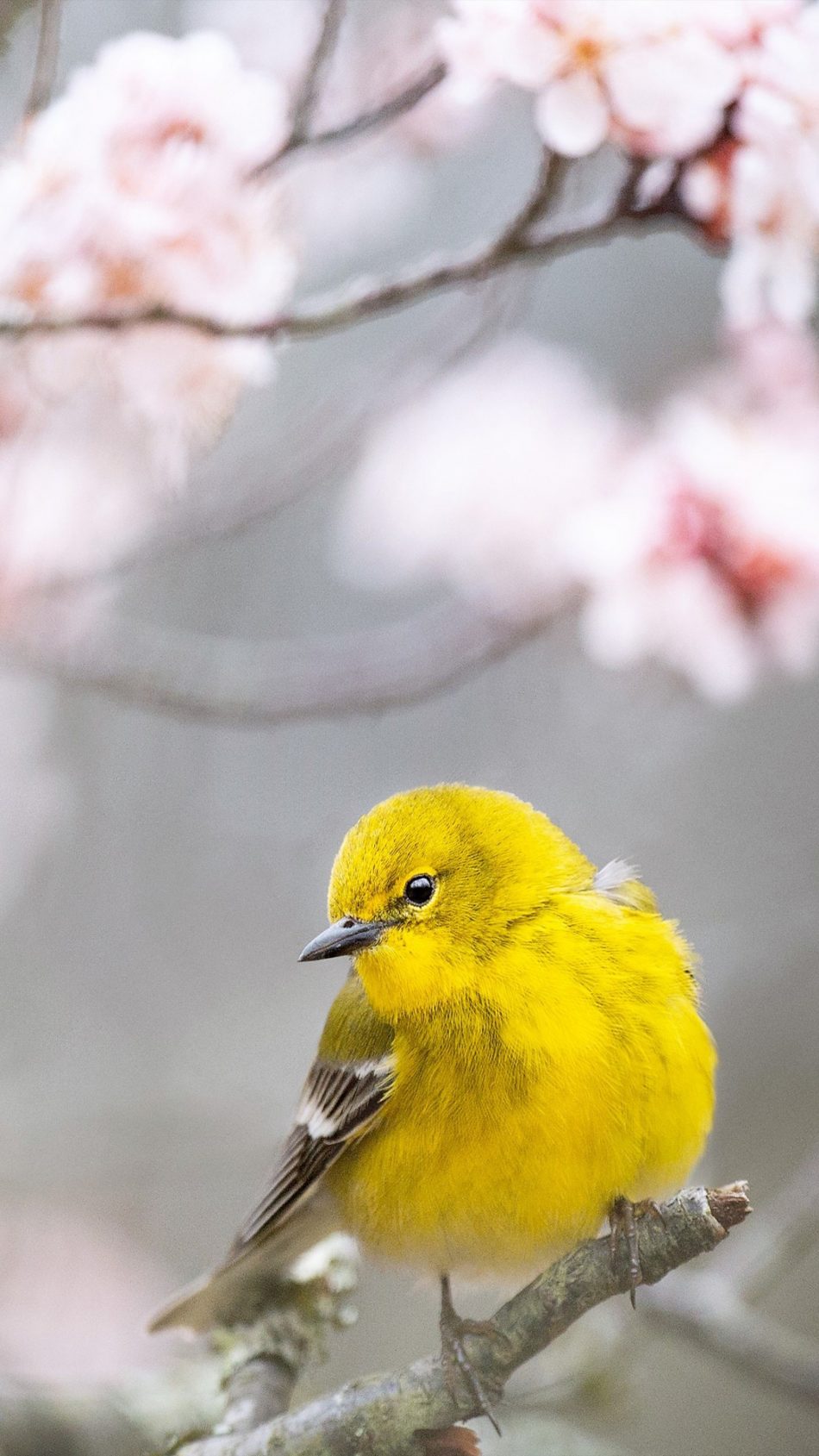 Warbler Wallpapers