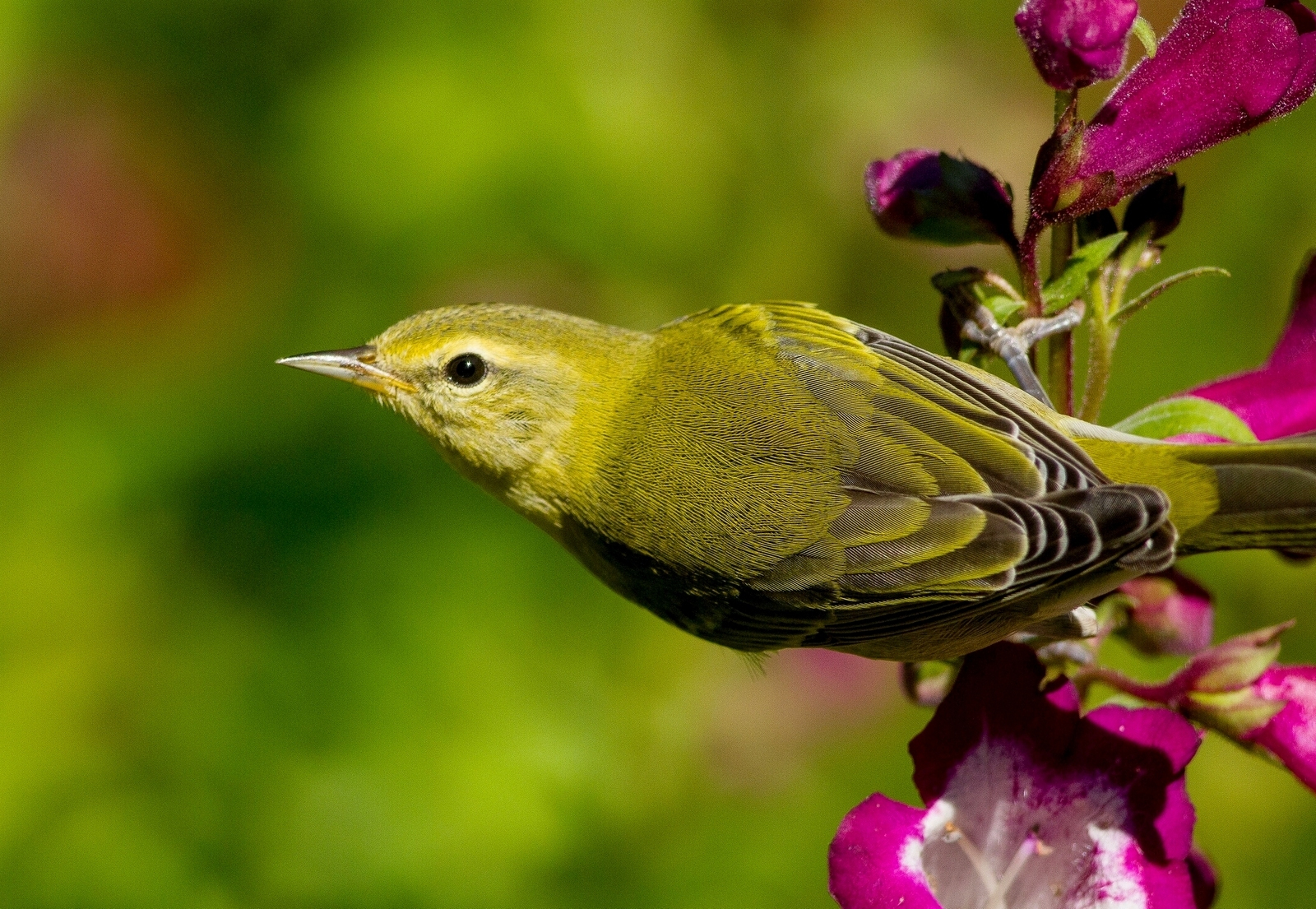 Warbler Wallpapers