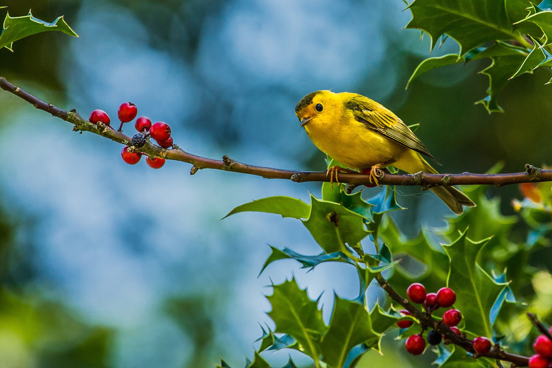 Warbler Wallpapers