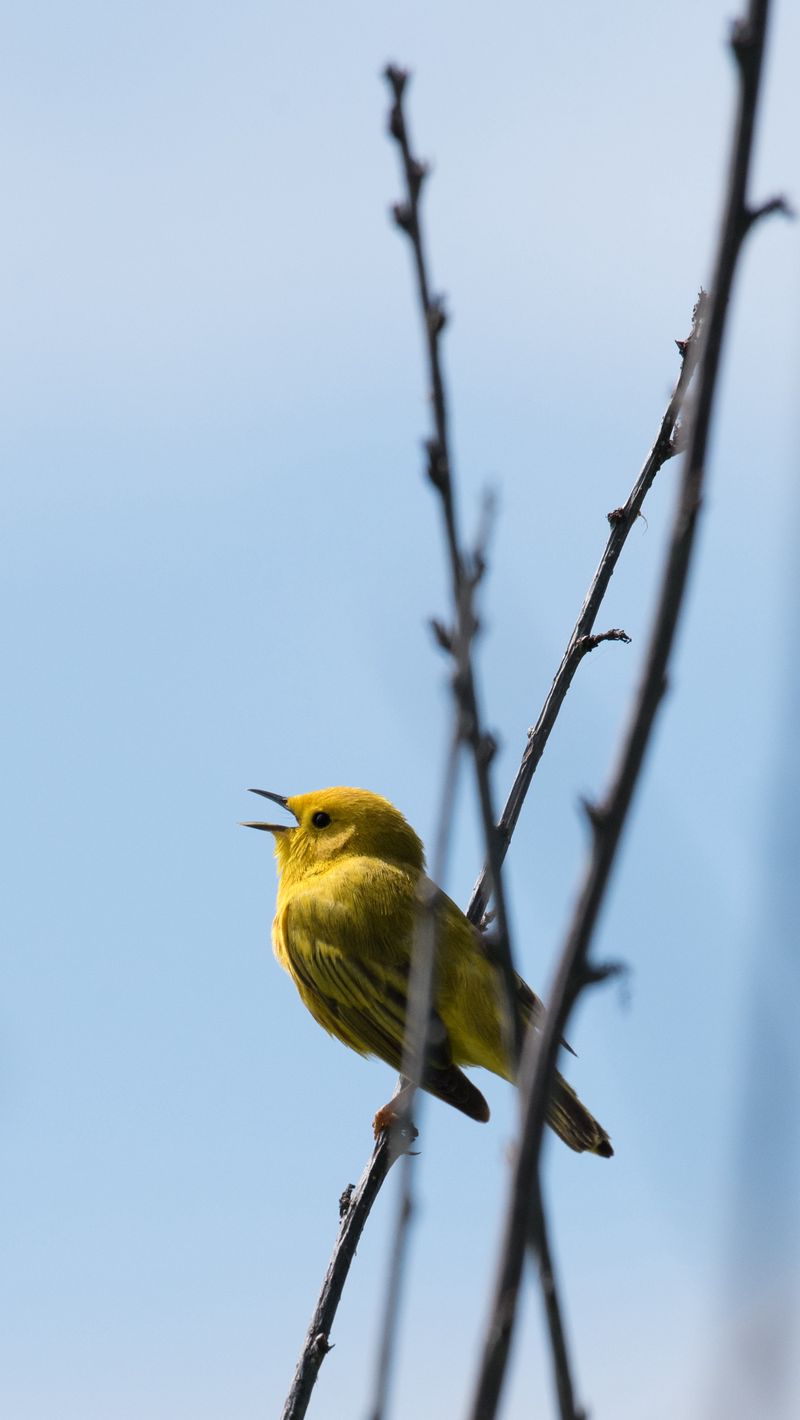 Warbler Wallpapers