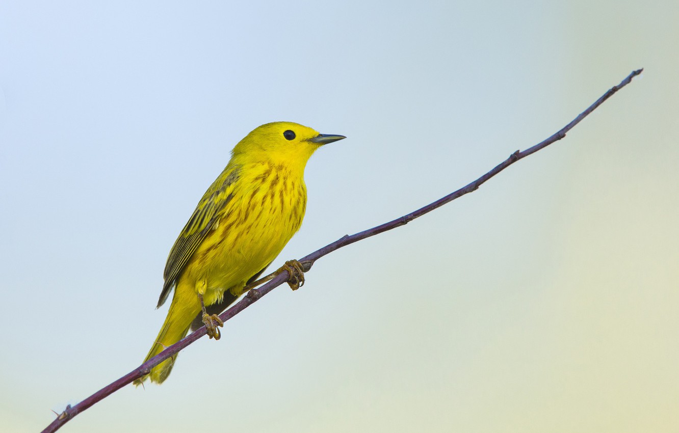 Warbler Wallpapers