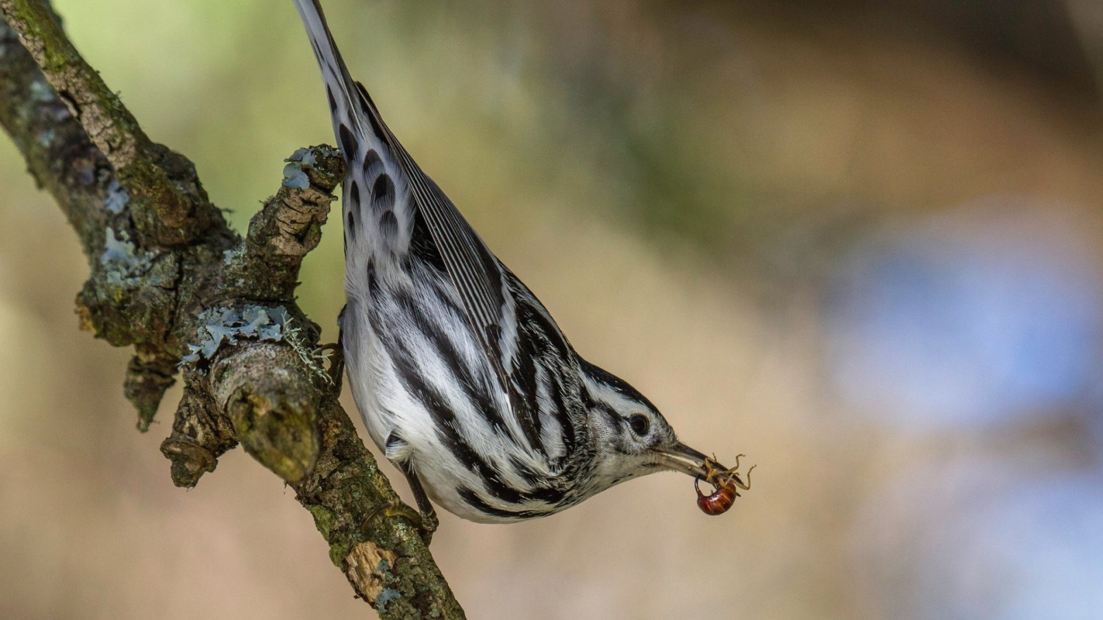 Warbler Wallpapers